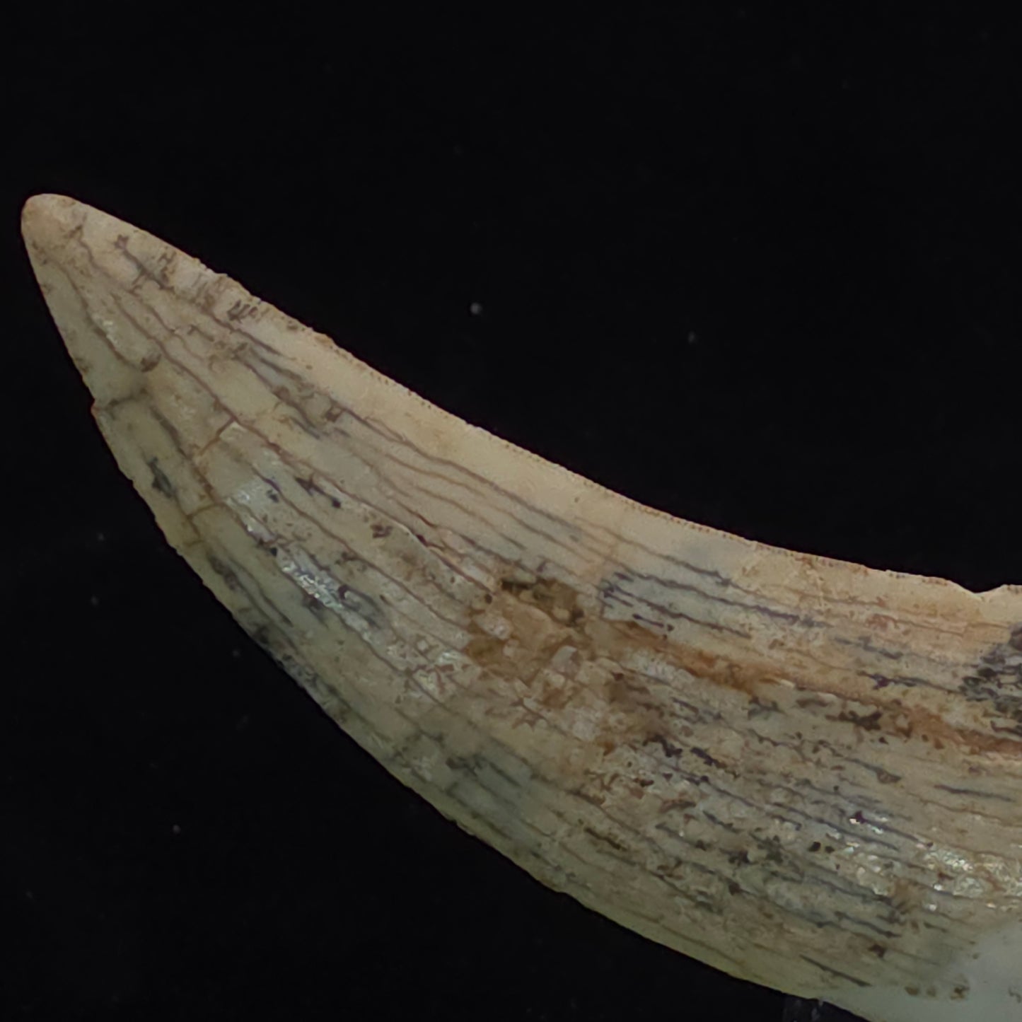 Sabre-tooth Tiger Tooth