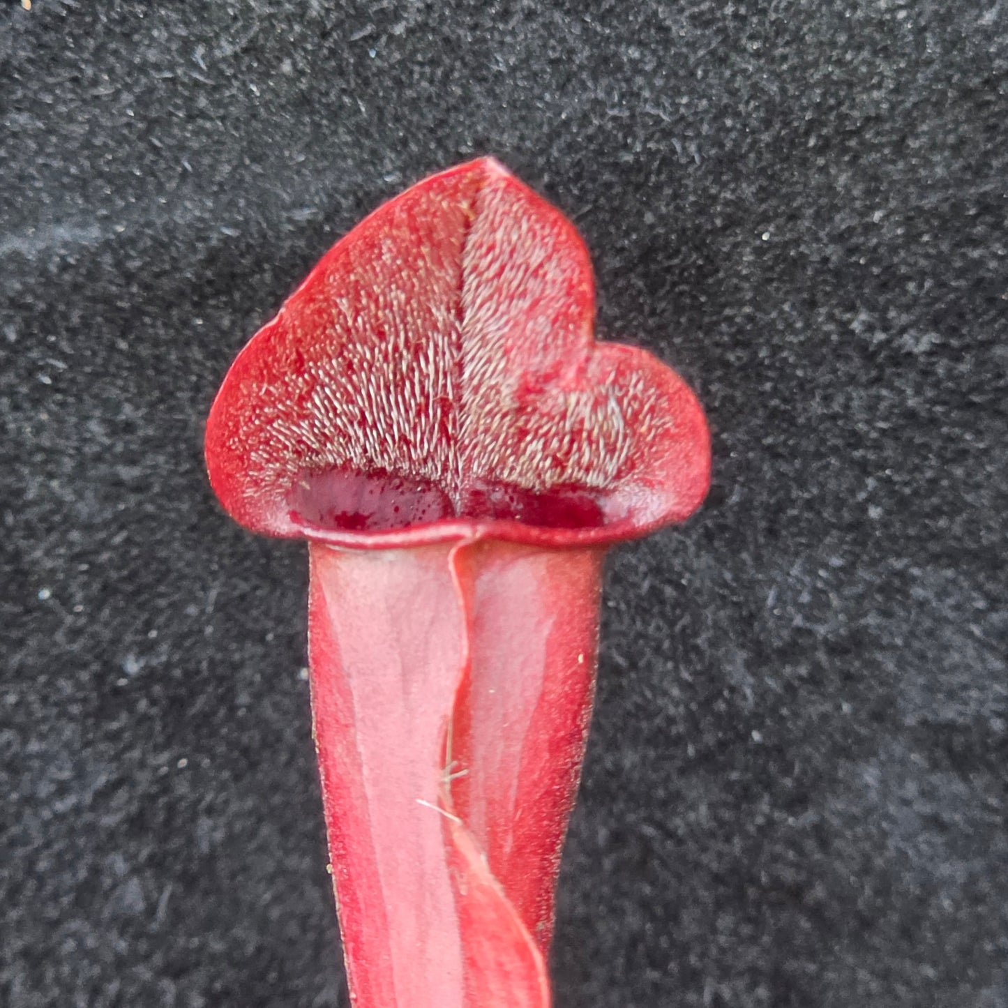 Sarracenia Hybrid – Purpurea Type
