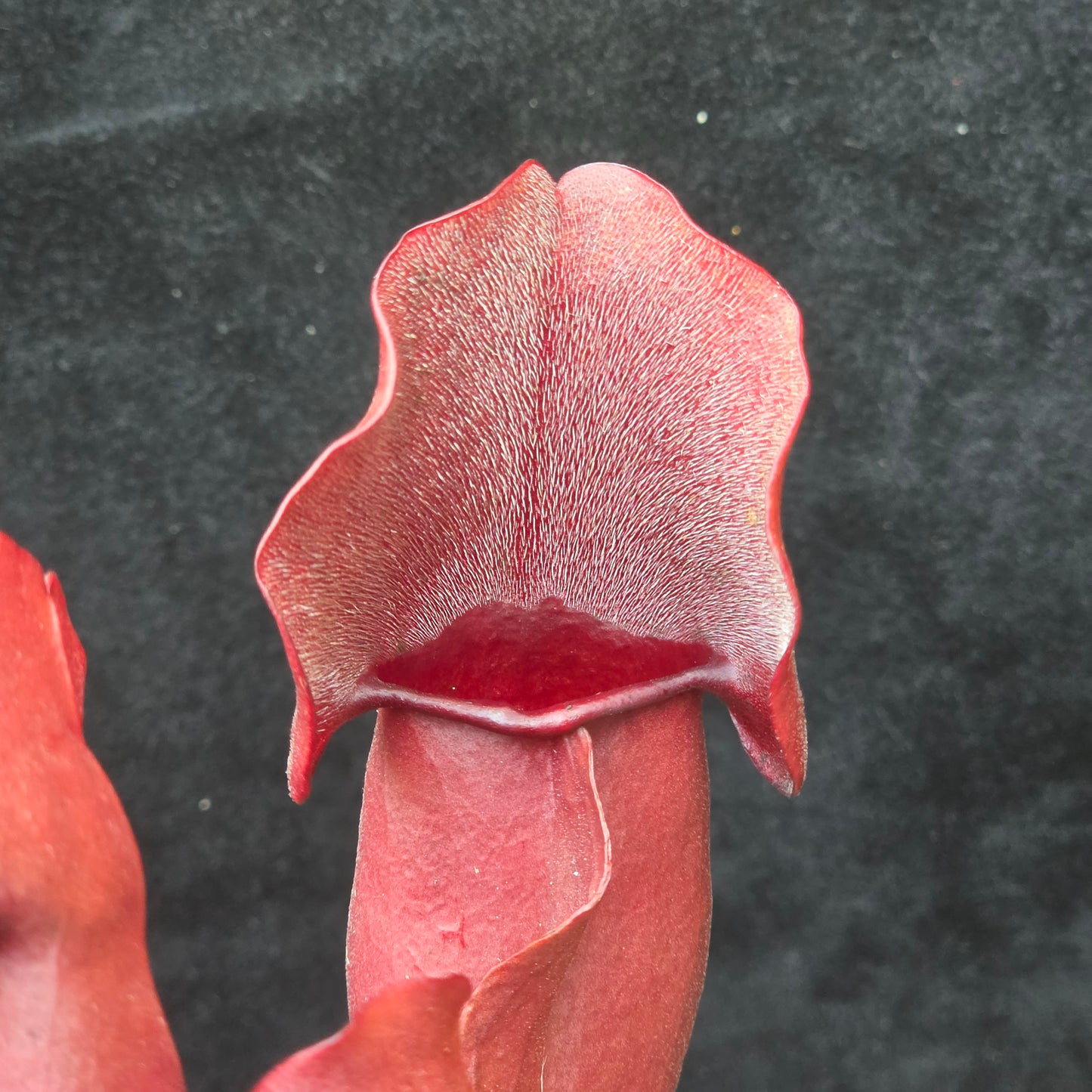 Sarracenia purpurea – Purple Pitcher Plant