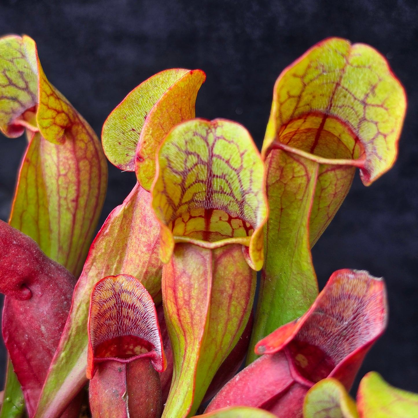 Sarracenia purpurea – Green & Red Form