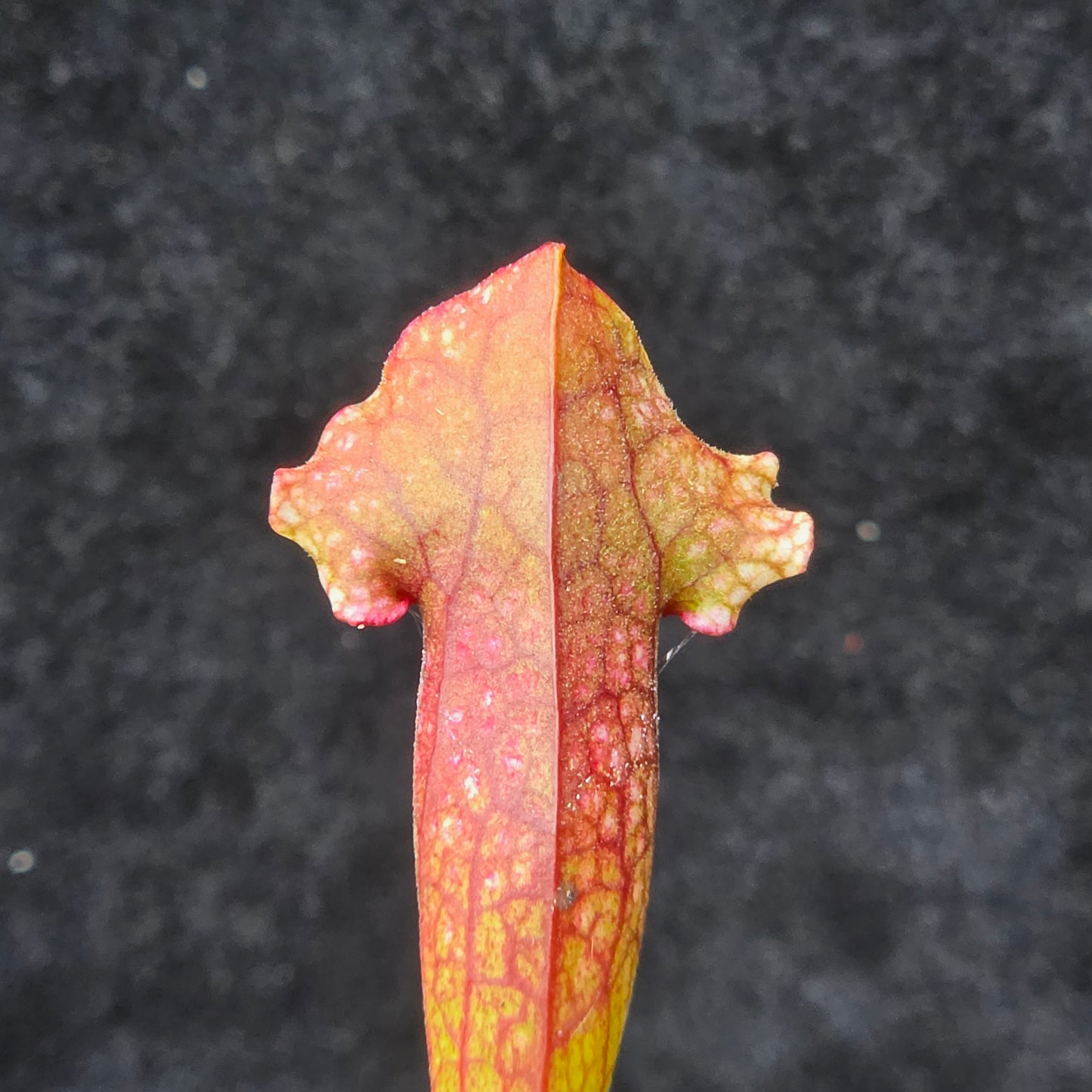 Sarracenia Hybrid – Leucophylla × Purpurea Type