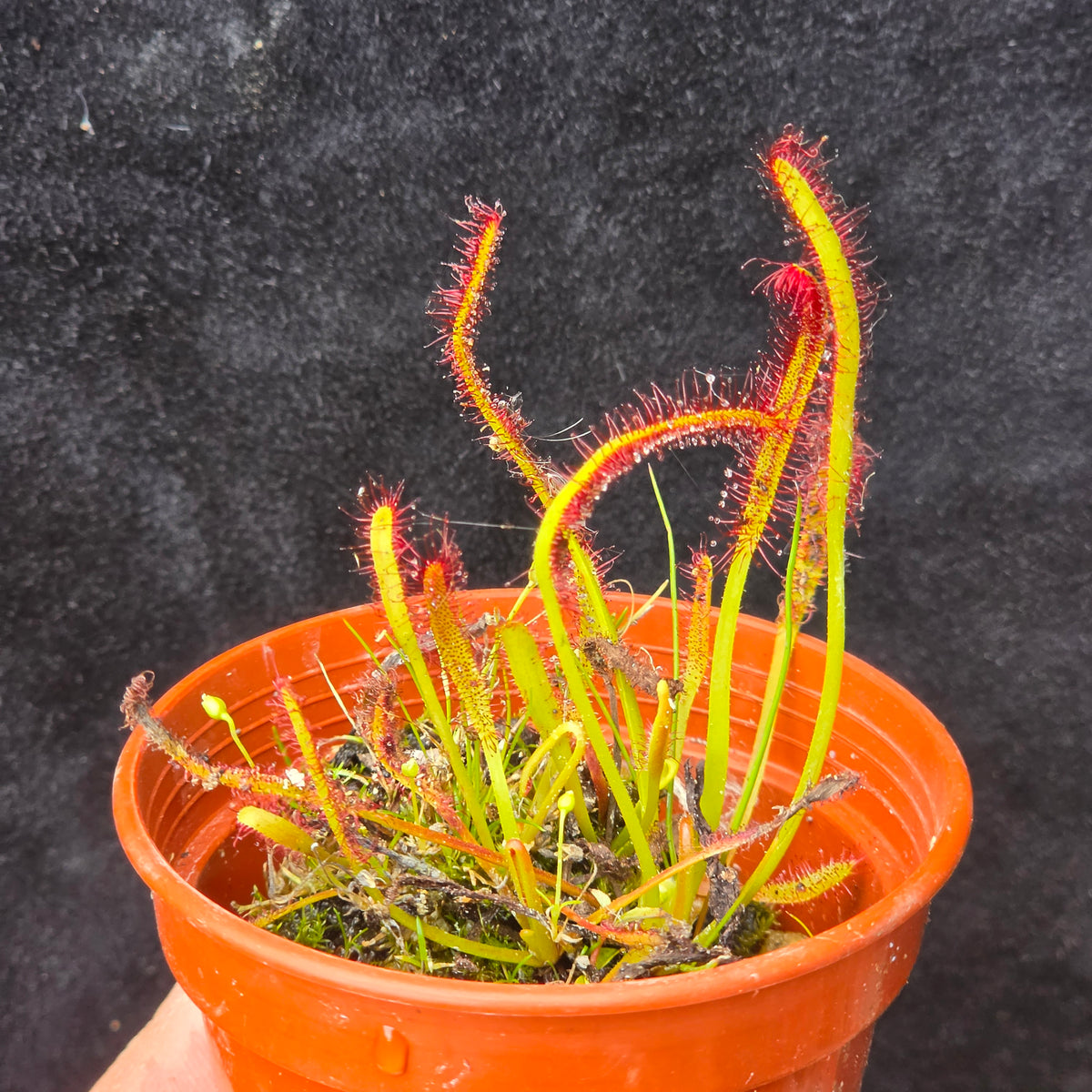 Carnivorous Drosera Capensis Sundew