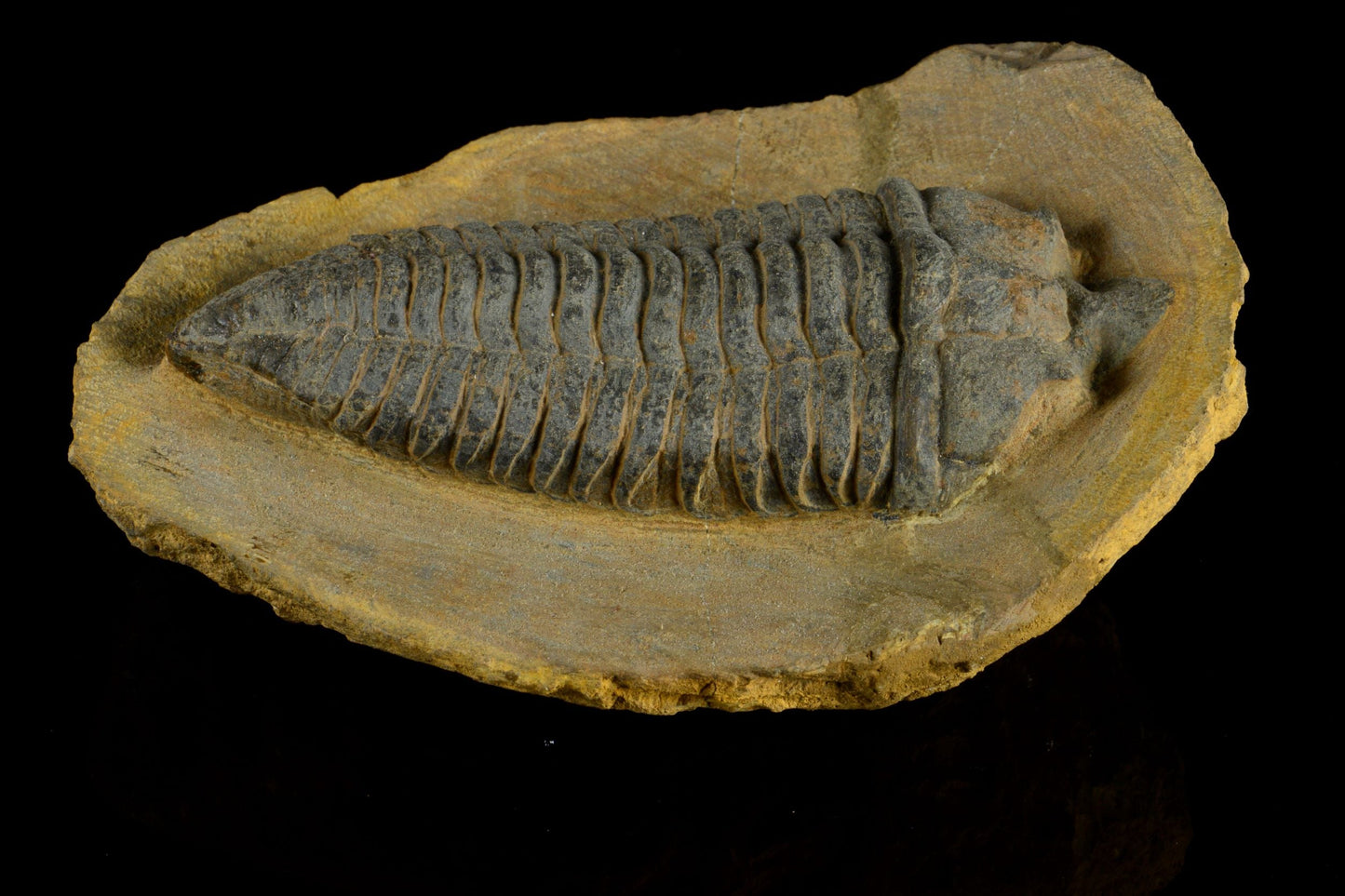 Pradoella Tazzarinensis from Draa Valley