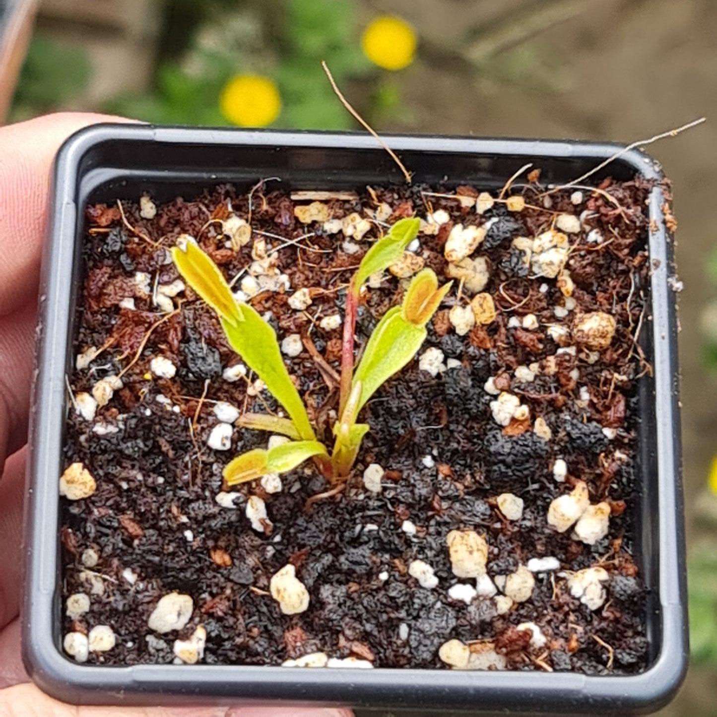 Carnivorous Venus Fly Trap Dionaea muscipula
