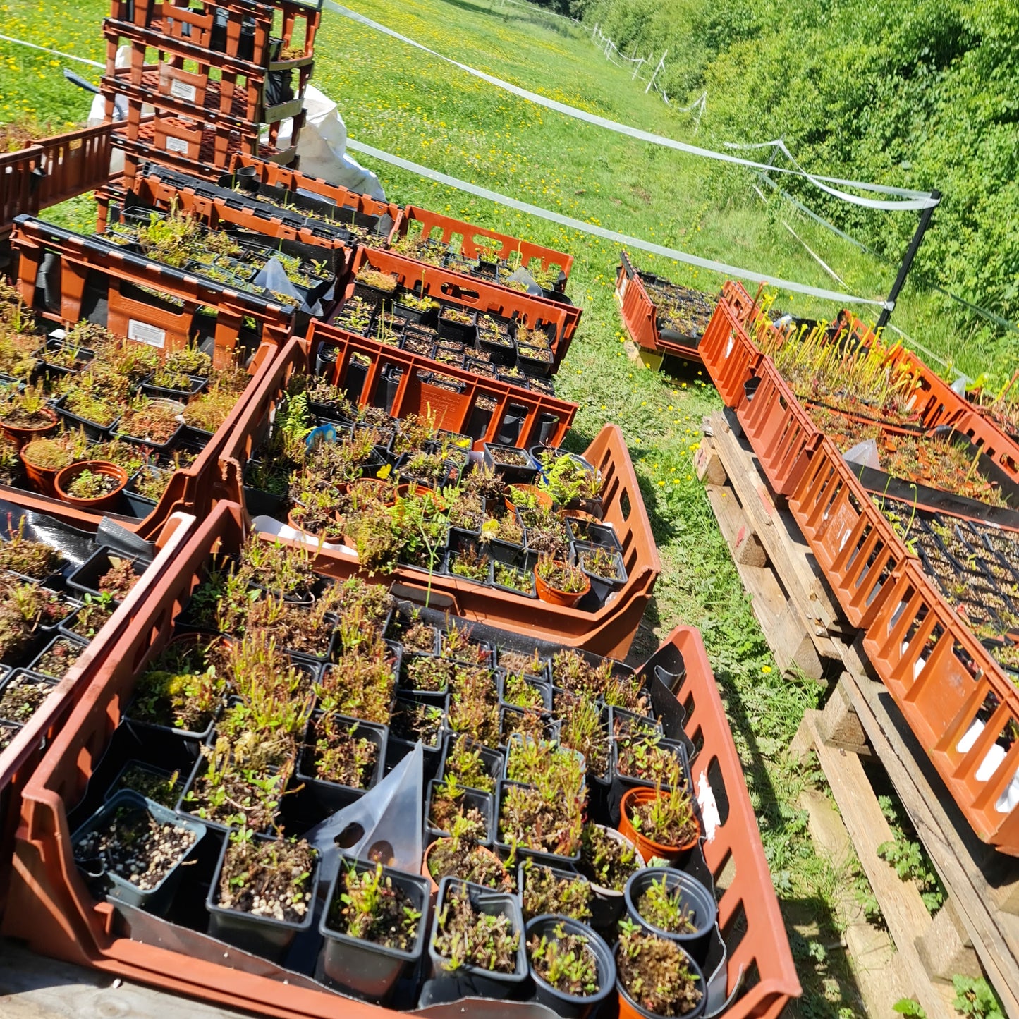 Mixed Carnivorous Plant Selection