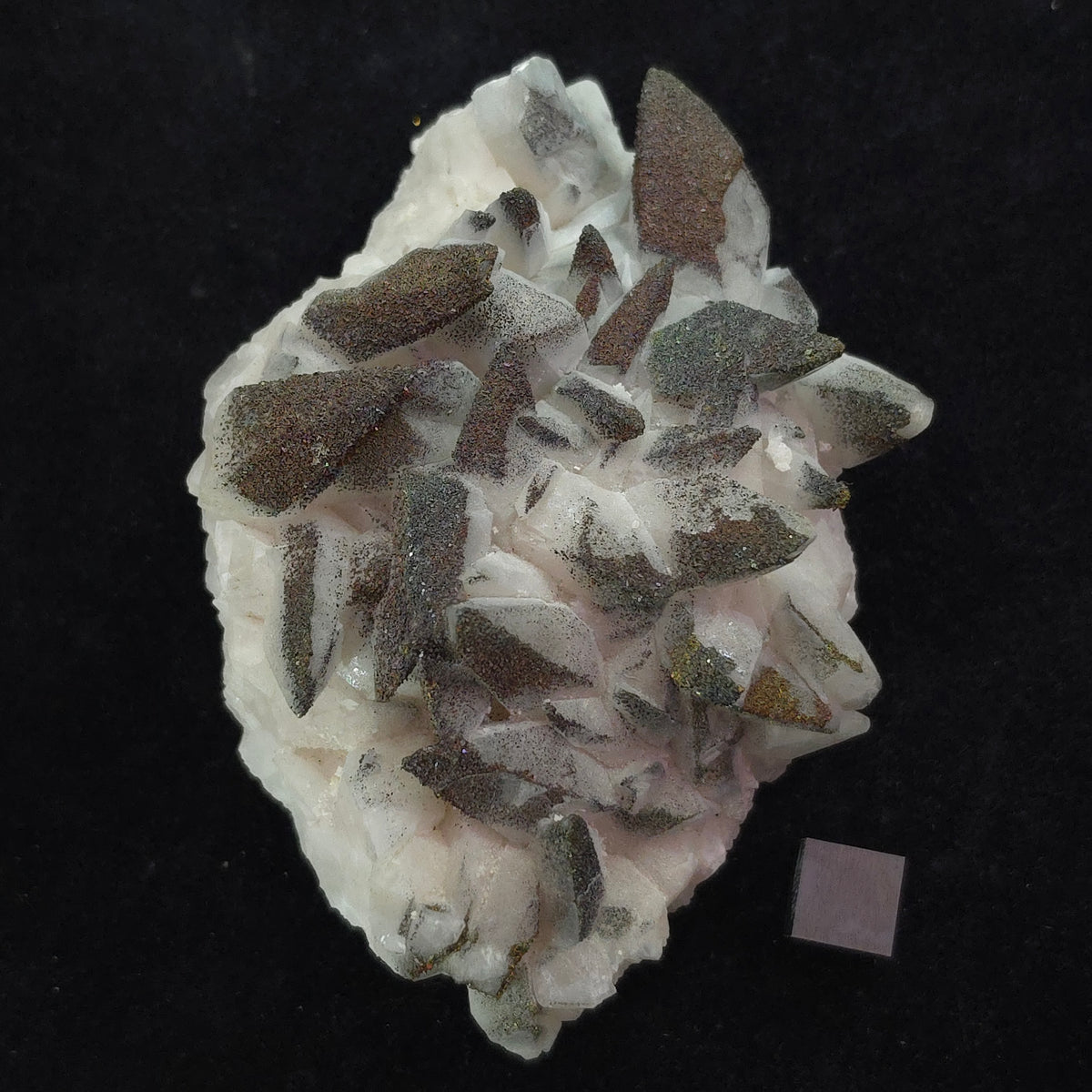 Chalcopyrite over White Dogtooth Calcite – 224g – Daye Co.