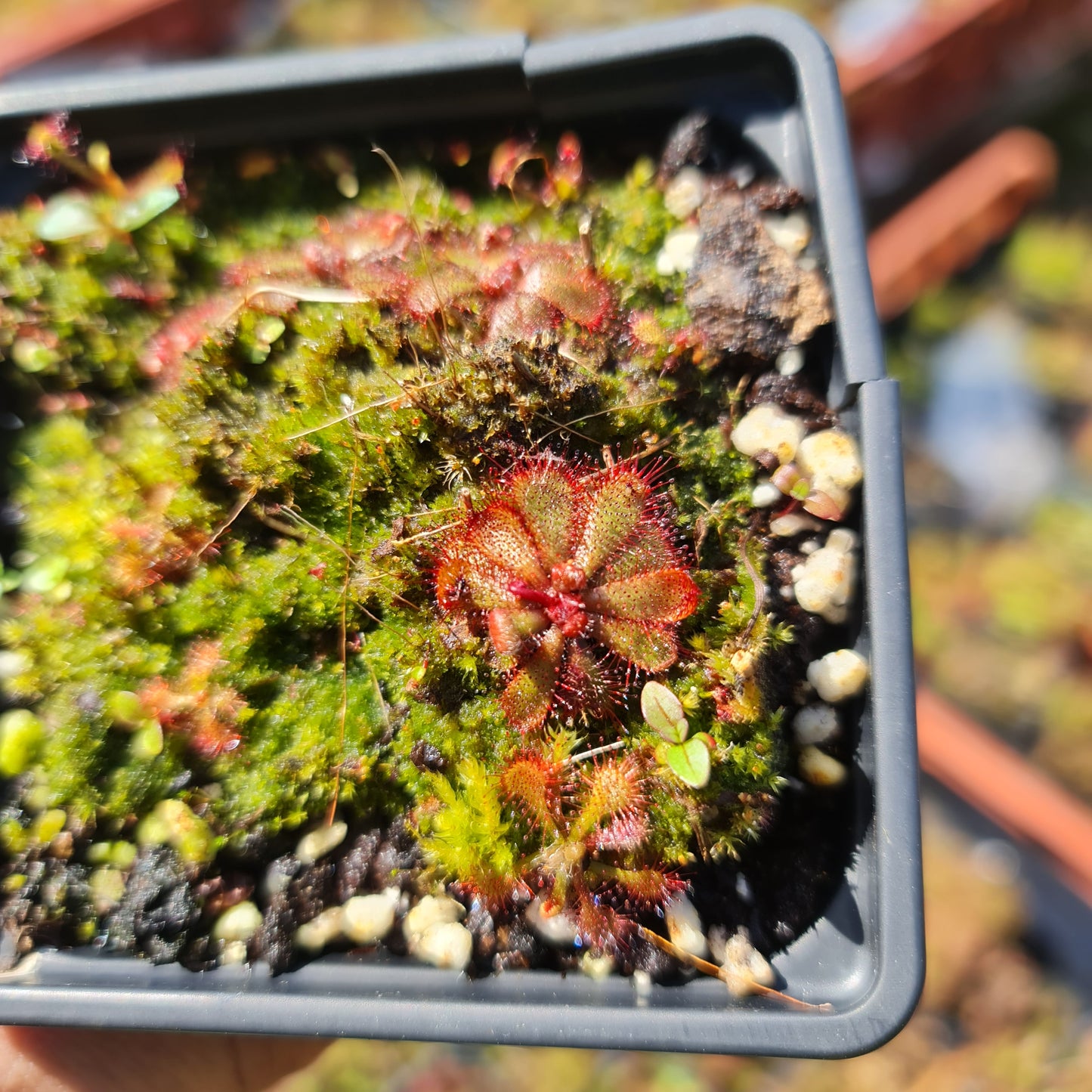 Carnivorous Drosera Aliciae Sundew