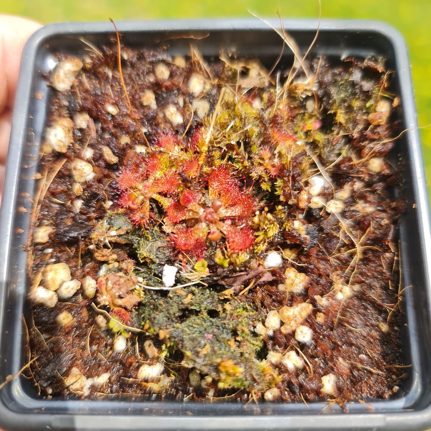 Drosera Spatulata Sundew