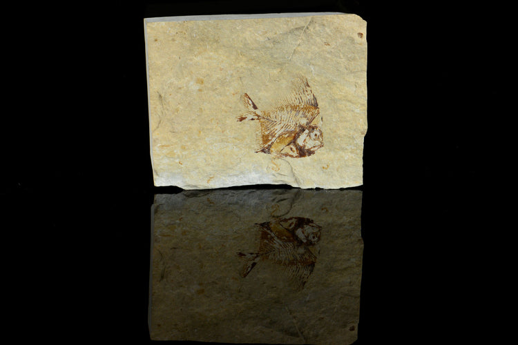 Fossil Fish