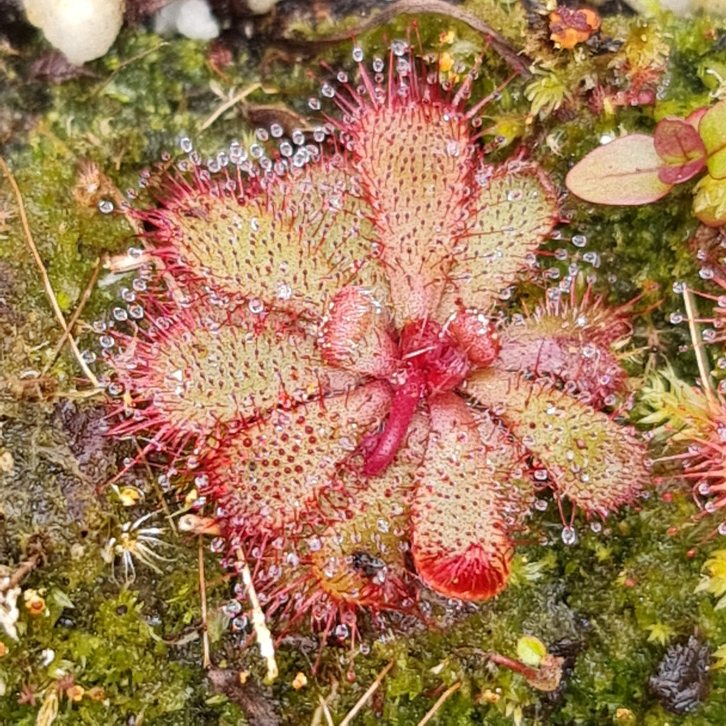 Carnivorous Plants