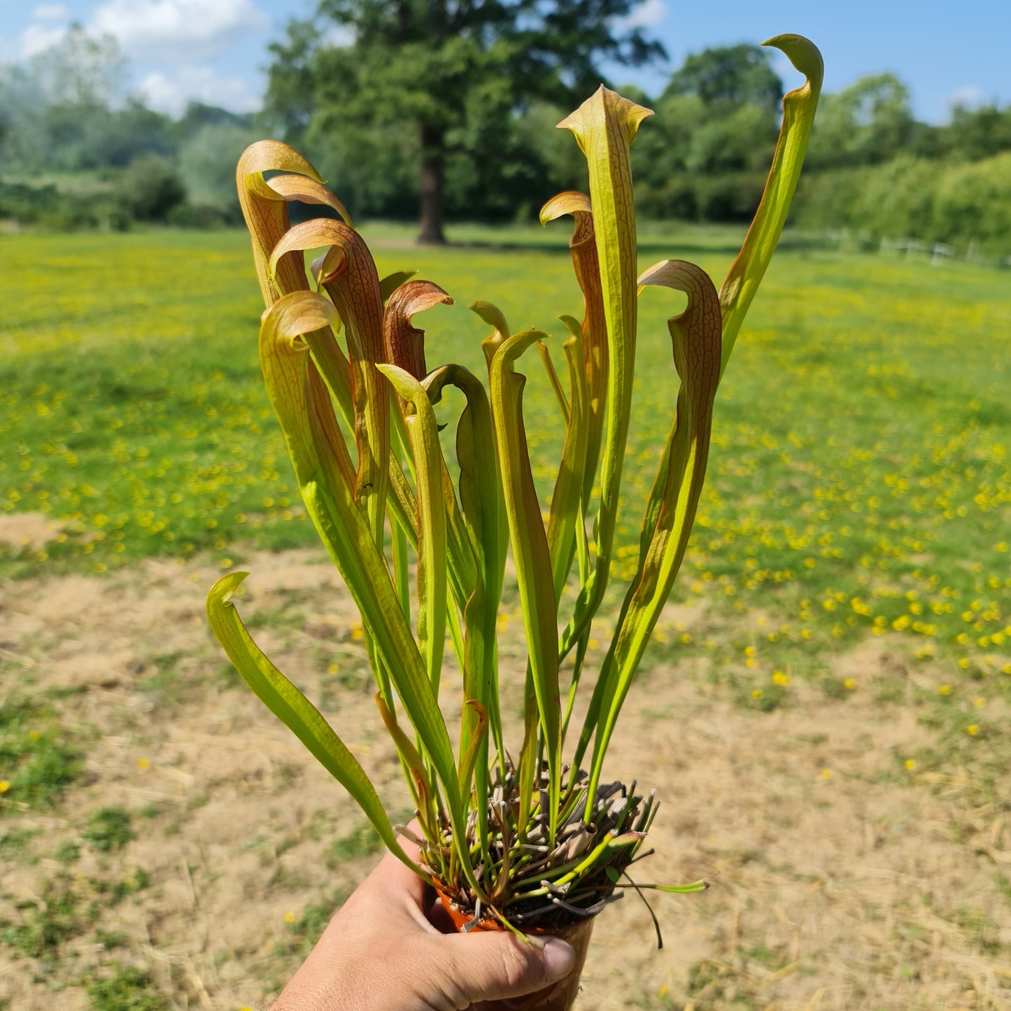 Carnivorous Sarracenia Rubra
