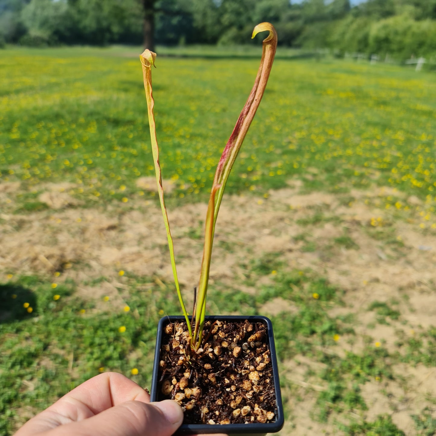 Carnivorous Sarracenia Rubra