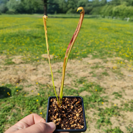Carnivorous Sarracenia Rubra