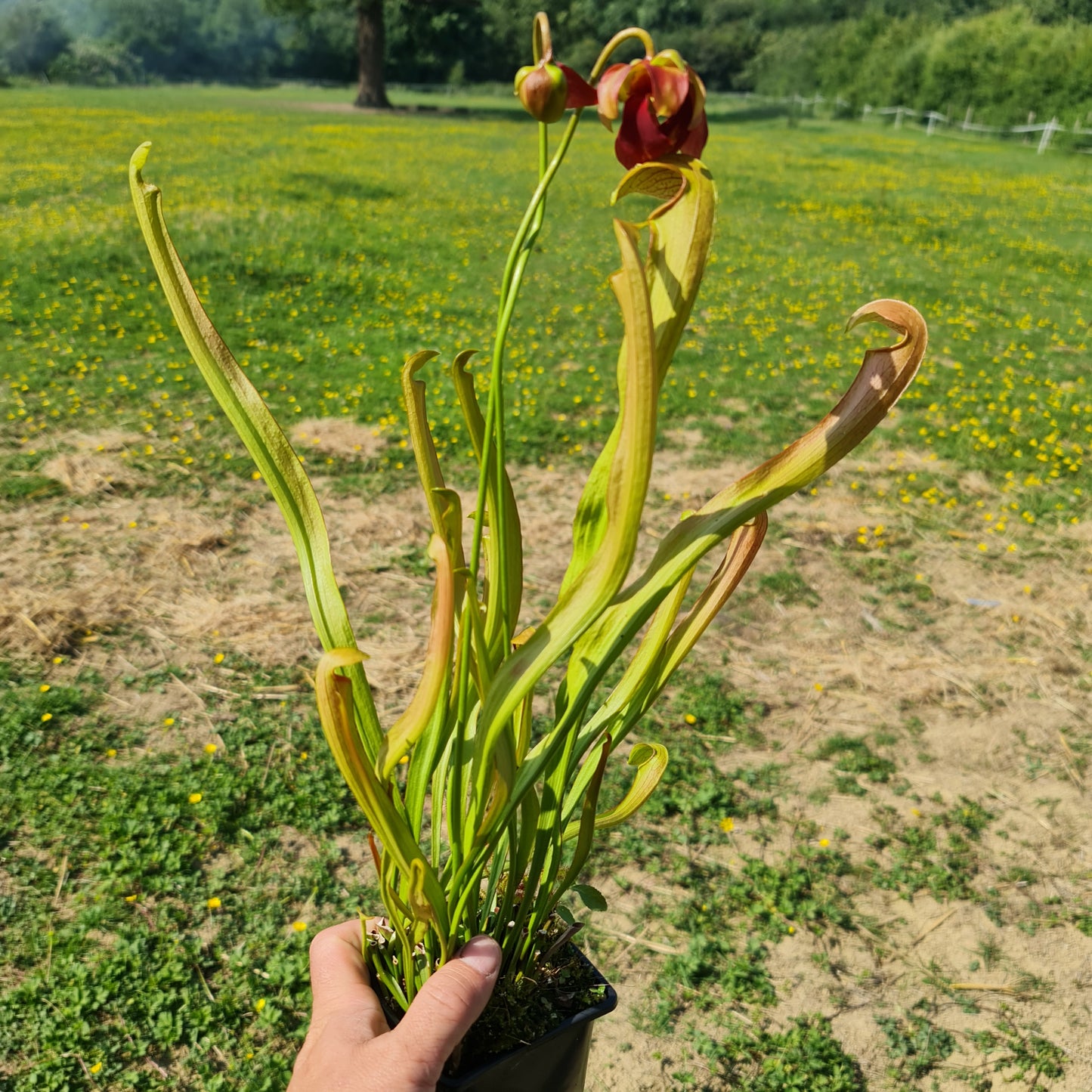 Carnivorous Sarracenia Rubra