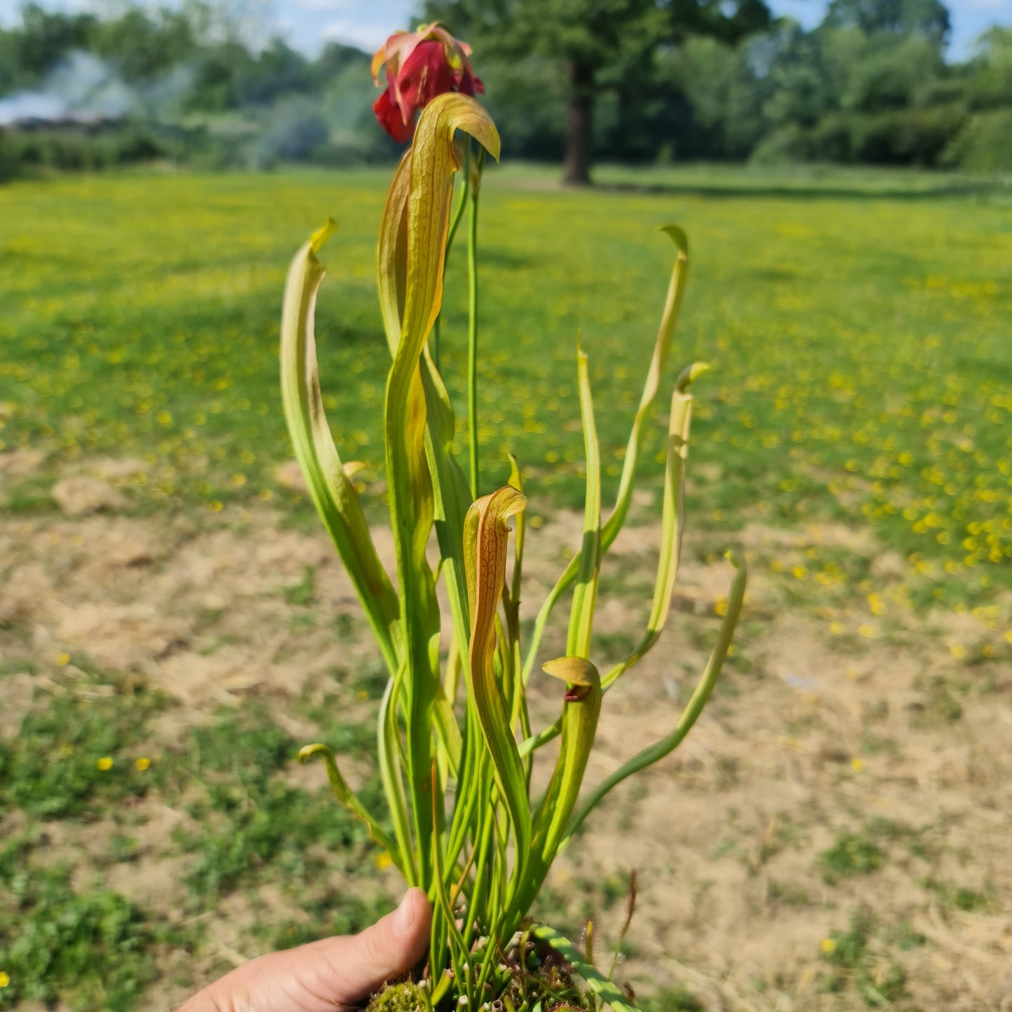 Carnivorous Sarracenia Rubra