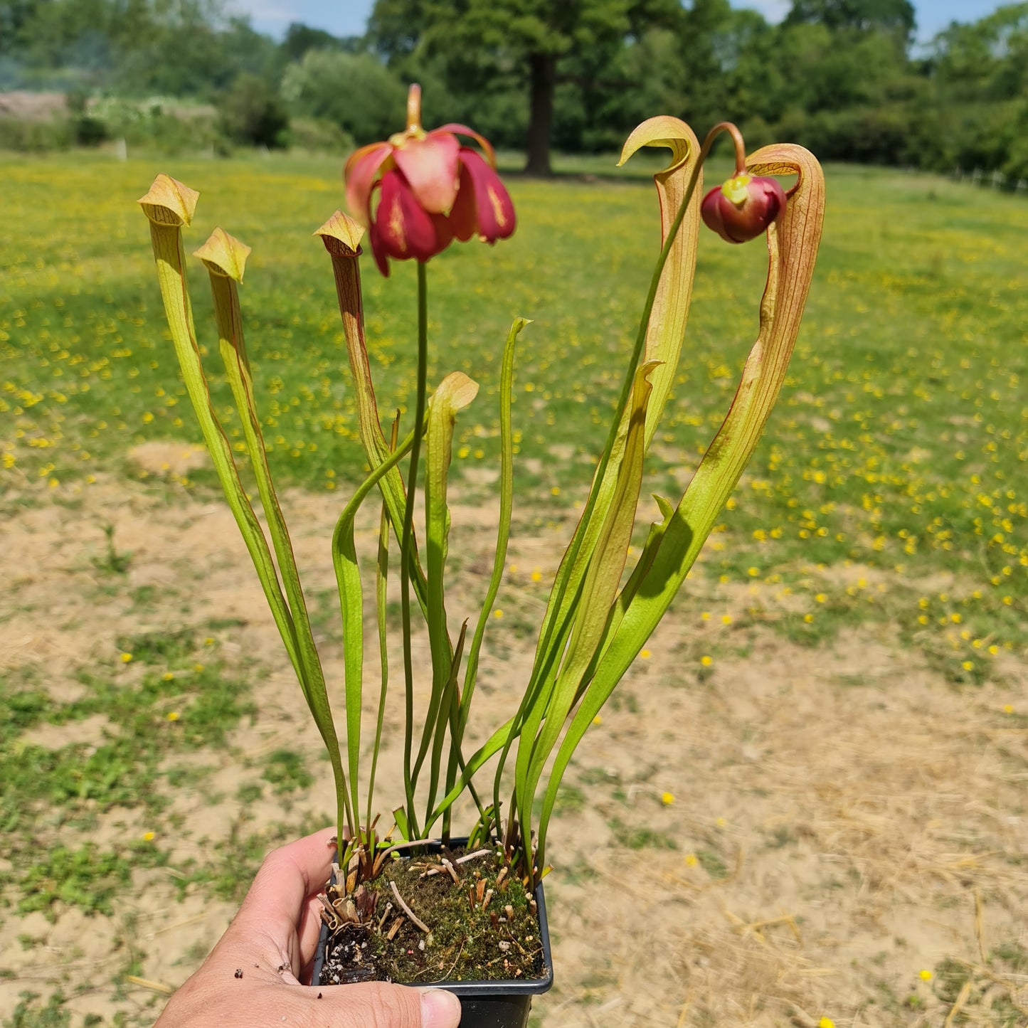 Carnivorous Sarracenia Rubra