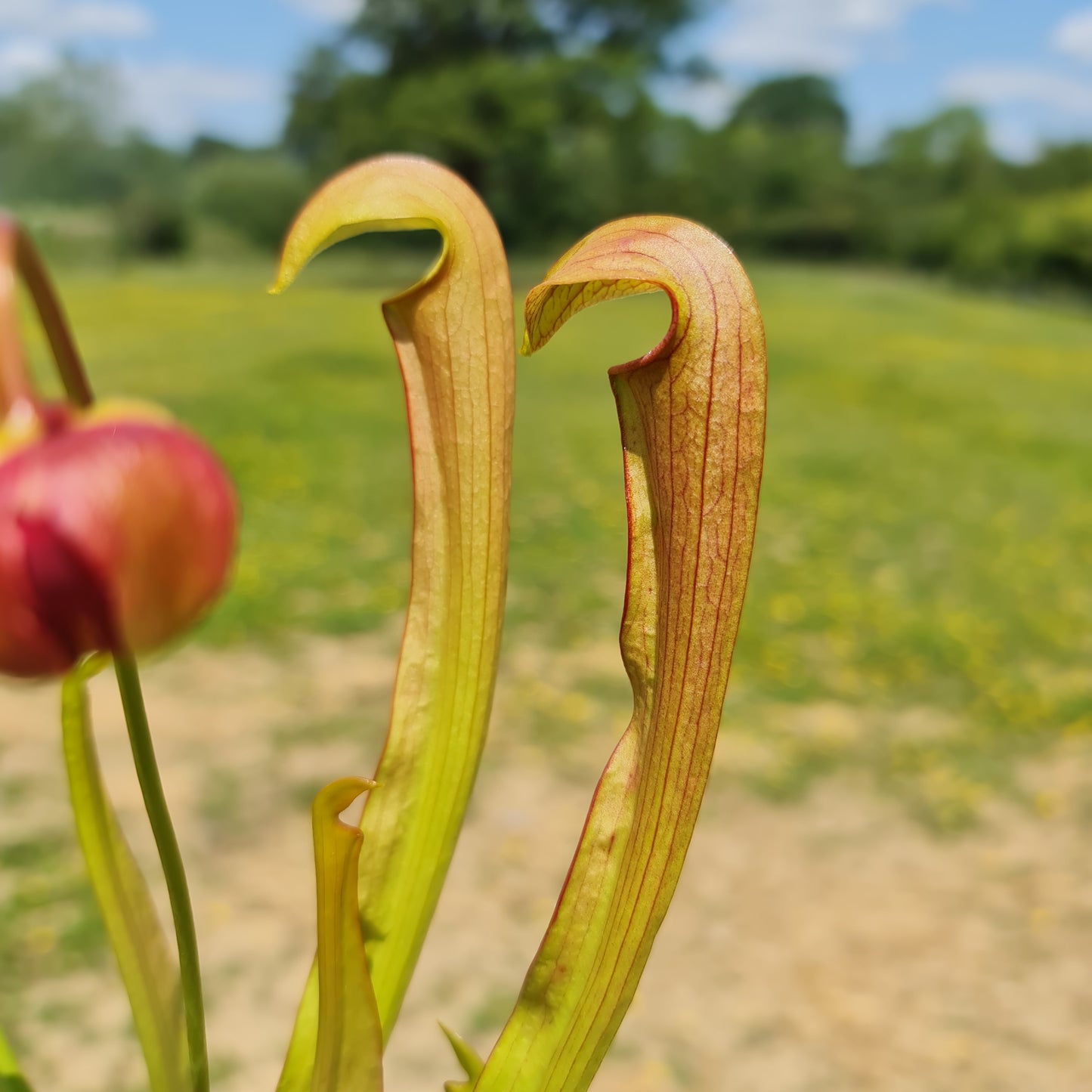 Carnivorous Sarracenia Rubra
