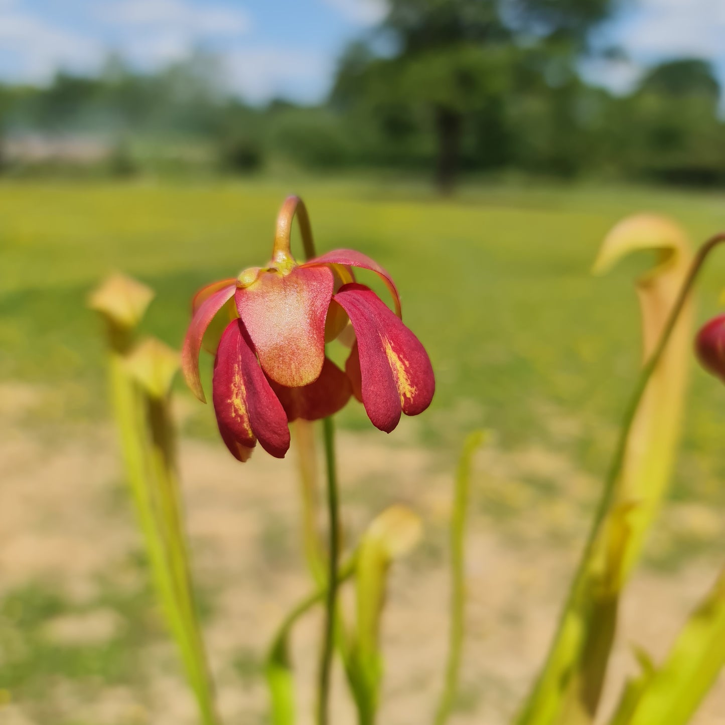 Carnivorous Sarracenia Rubra