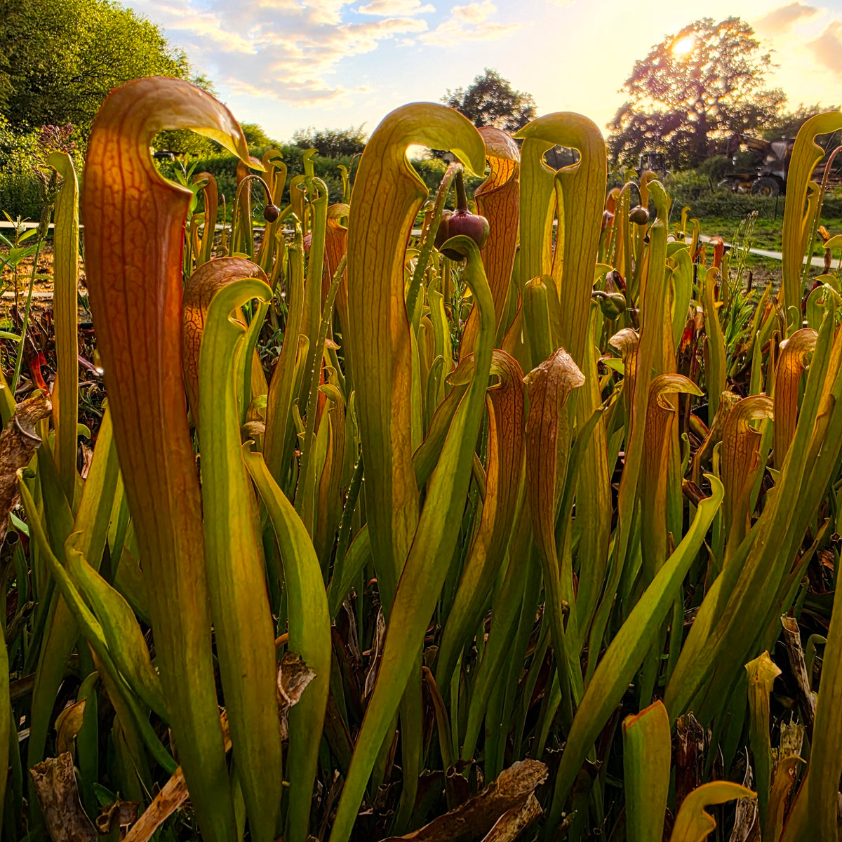 Carnivorous Sarracenia Rubra