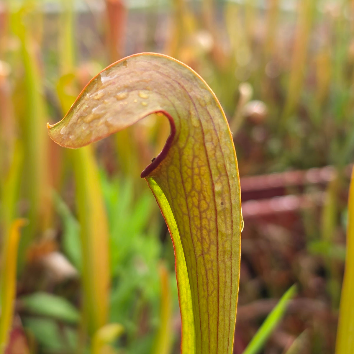 Carnivorous Sarracenia Rubra
