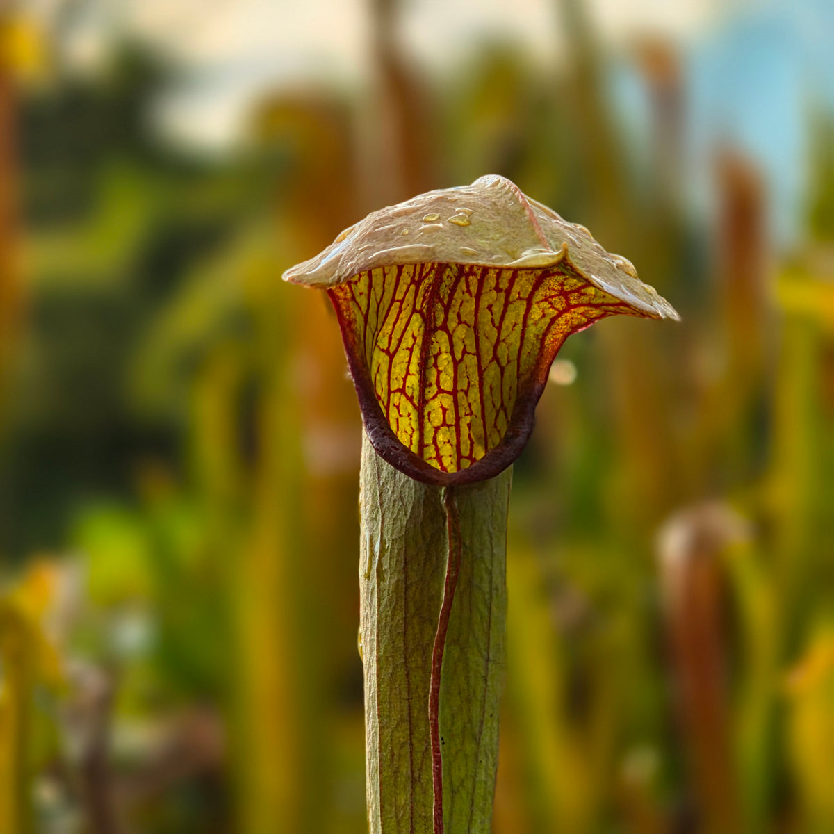 Carnivorous Sarracenia Rubra