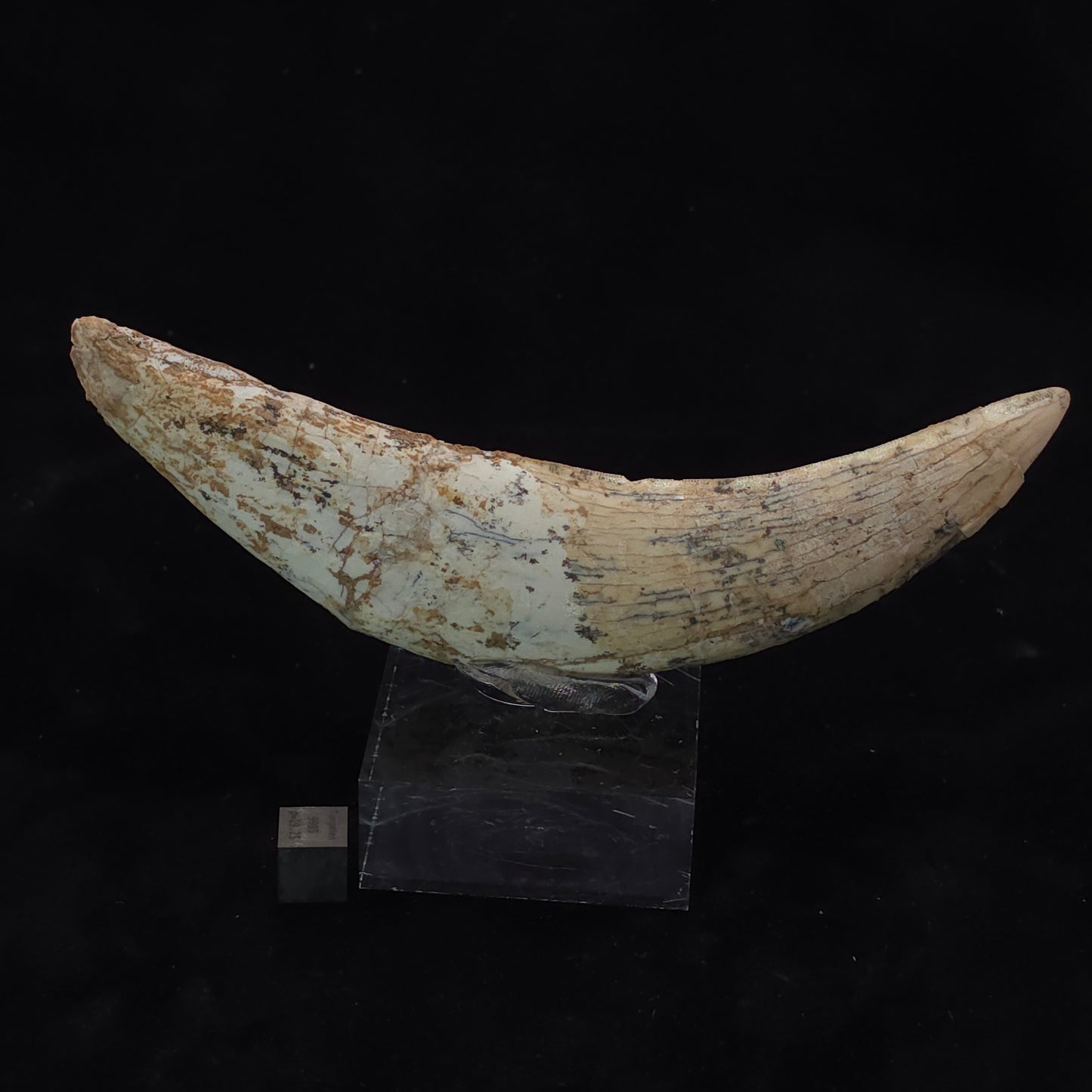 Sabre-tooth Tiger Tooth