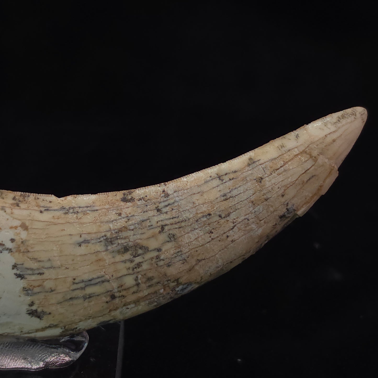 Sabre-tooth Tiger Tooth