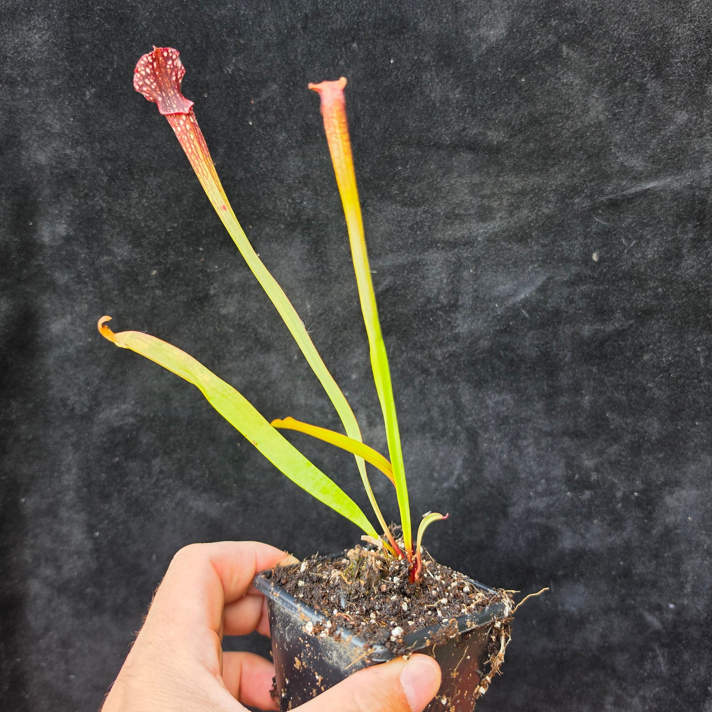 Sarracenia Hybrid – Flava × Leucophylla Type