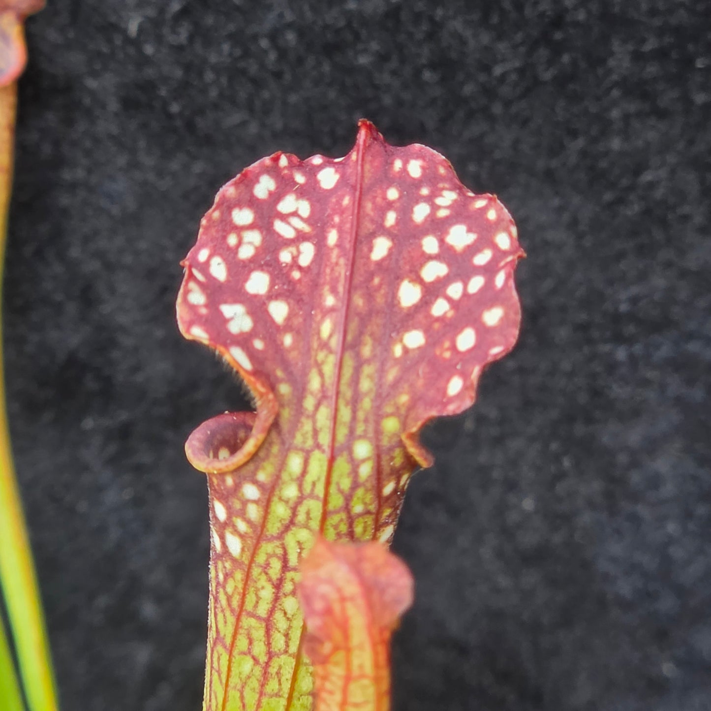 Sarracenia Hybrid – Flava × Leucophylla Type