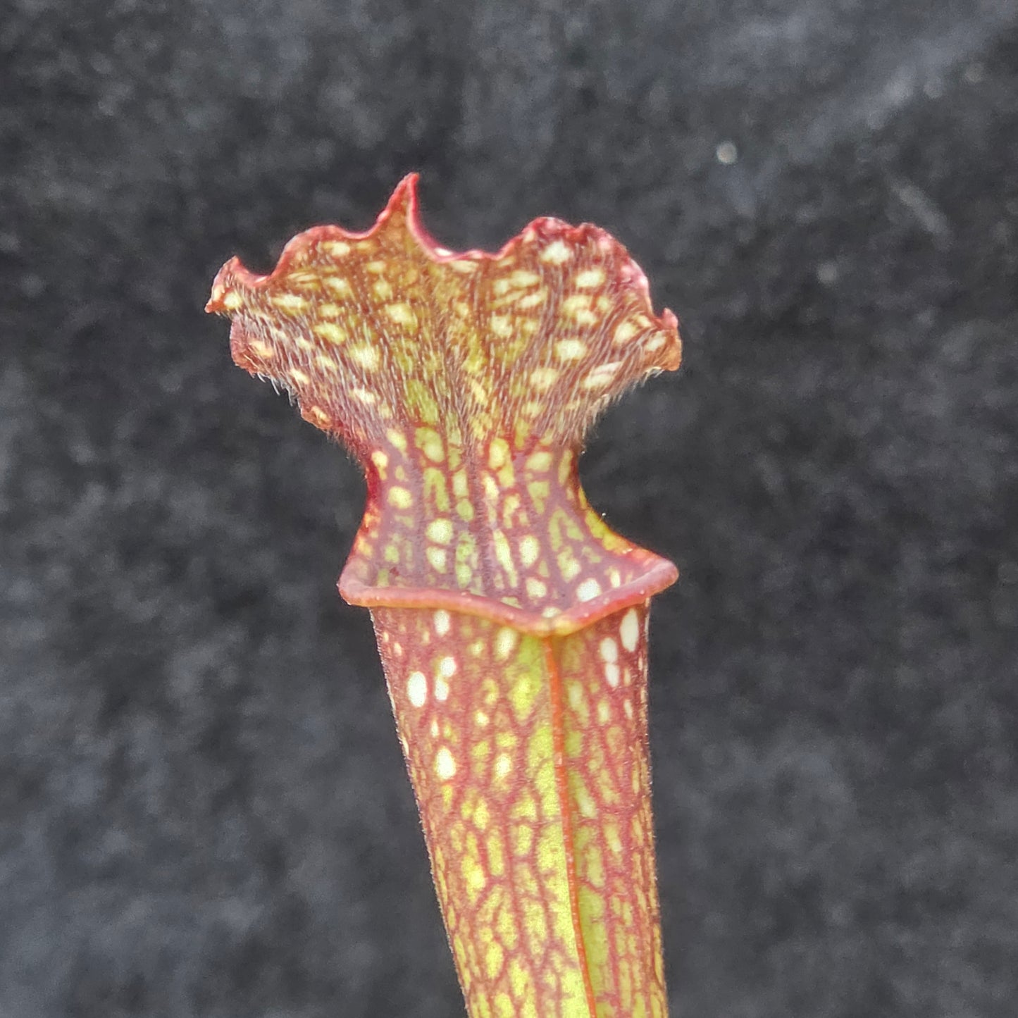 Sarracenia Hybrid – Flava × Leucophylla Type