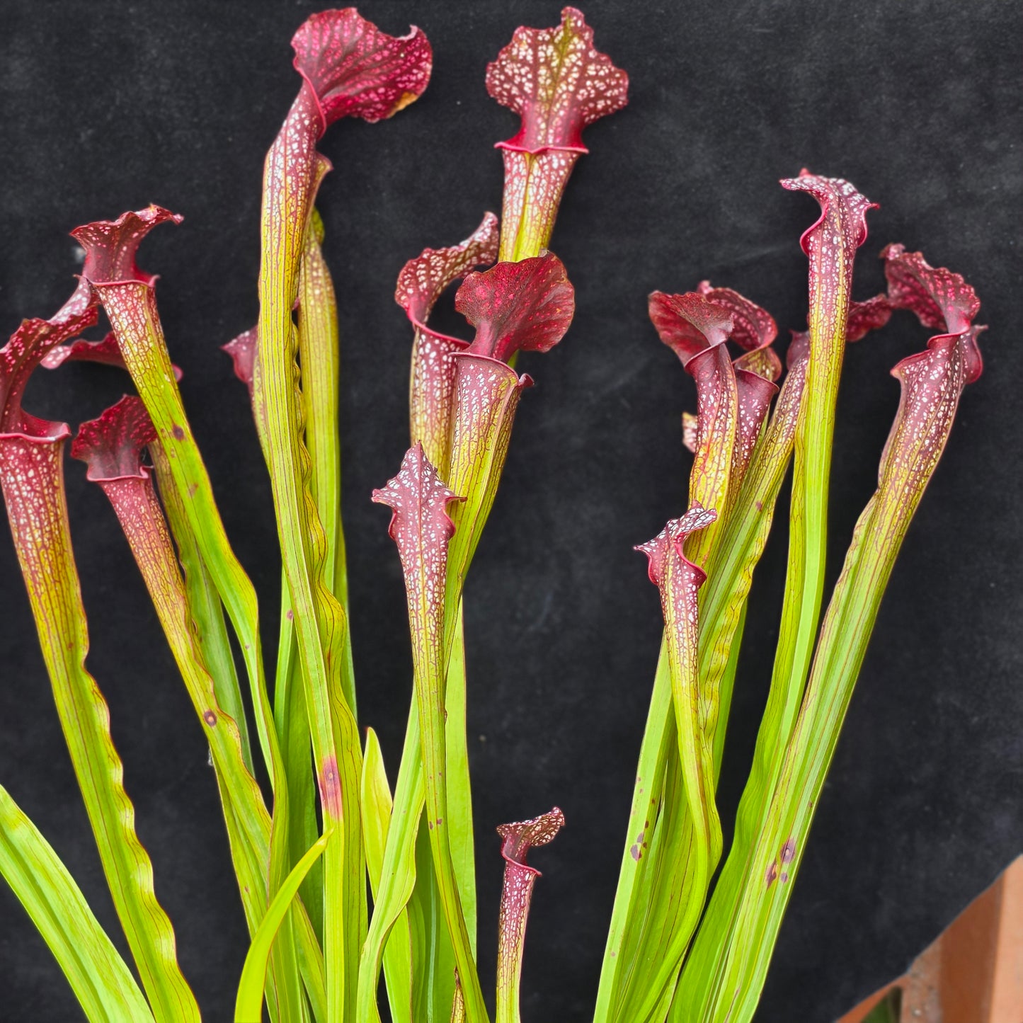 Sarracenia Hybrid – Flava × Leucophylla Type