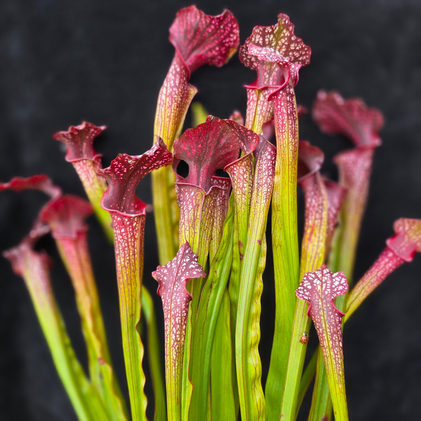 Sarracenia Hybrid – Leucophylla Type