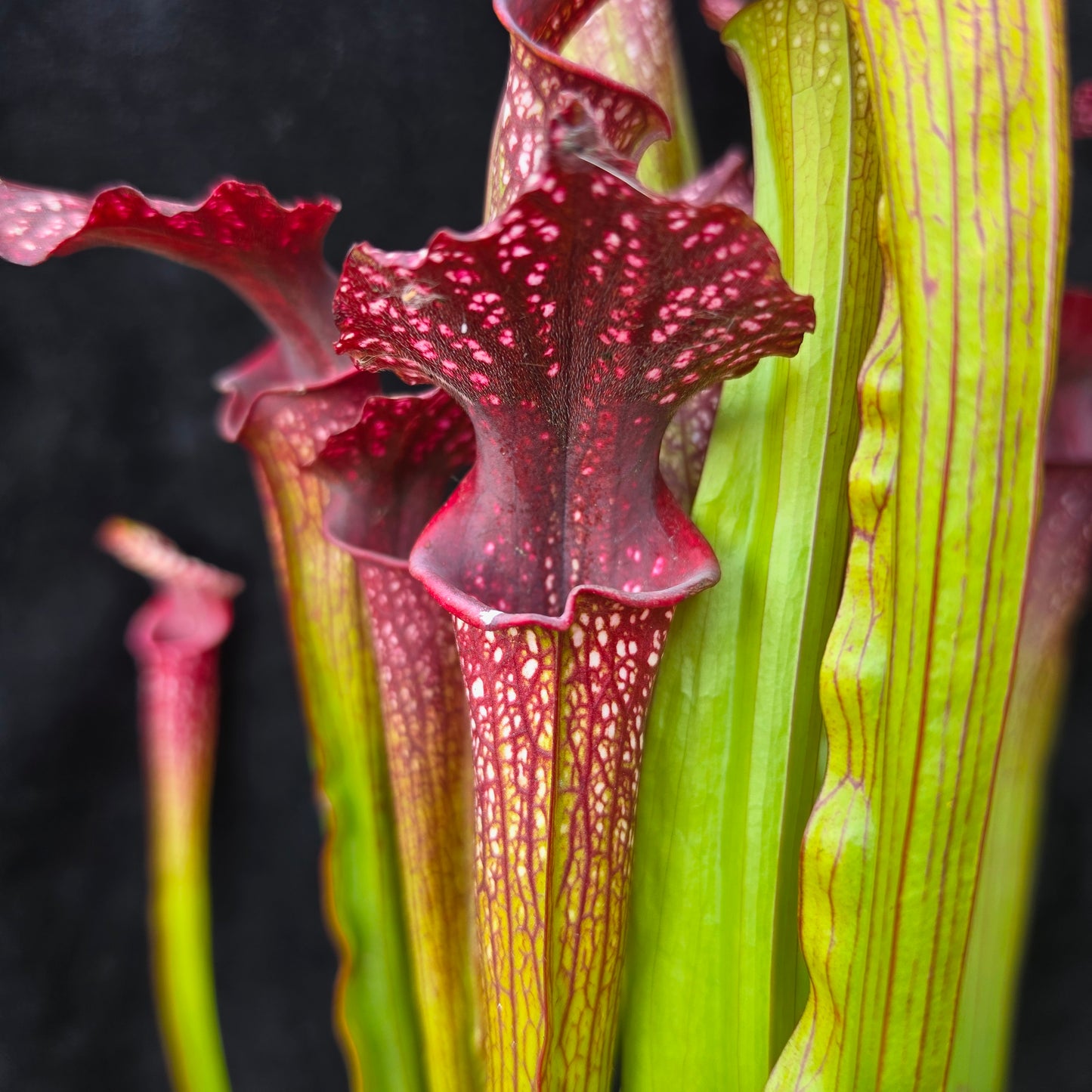 Sarracenia Hybrid – Leucophylla Type