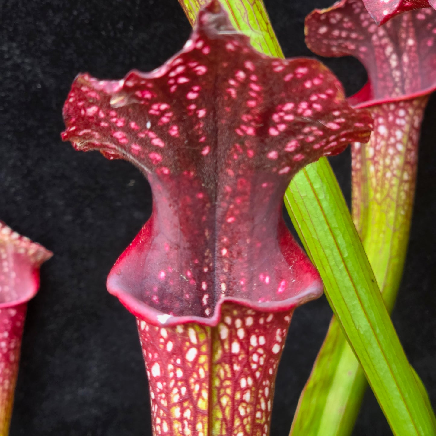 Sarracenia Hybrid – Leucophylla Type