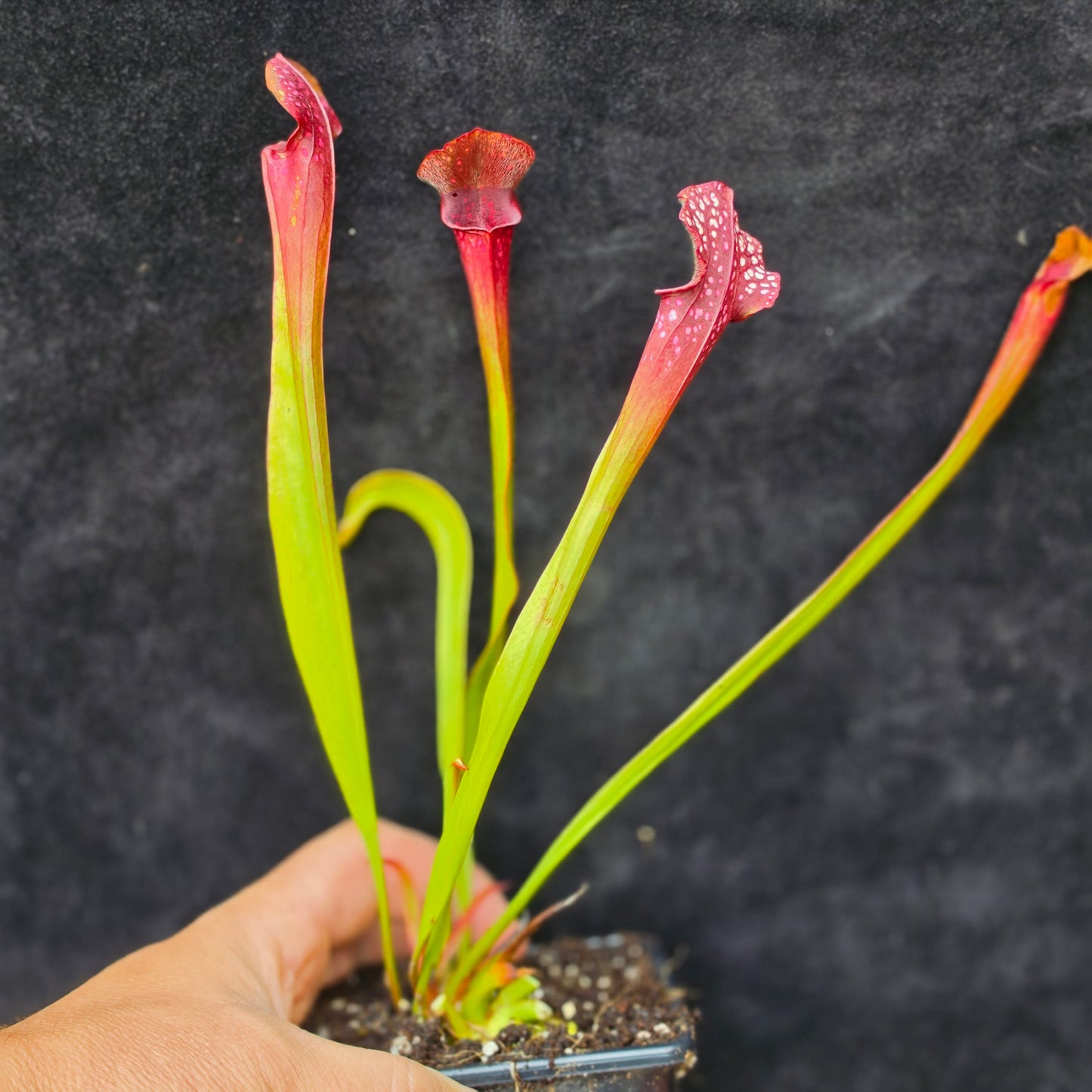 Sarracenia Hybrid – Leucophylla Type