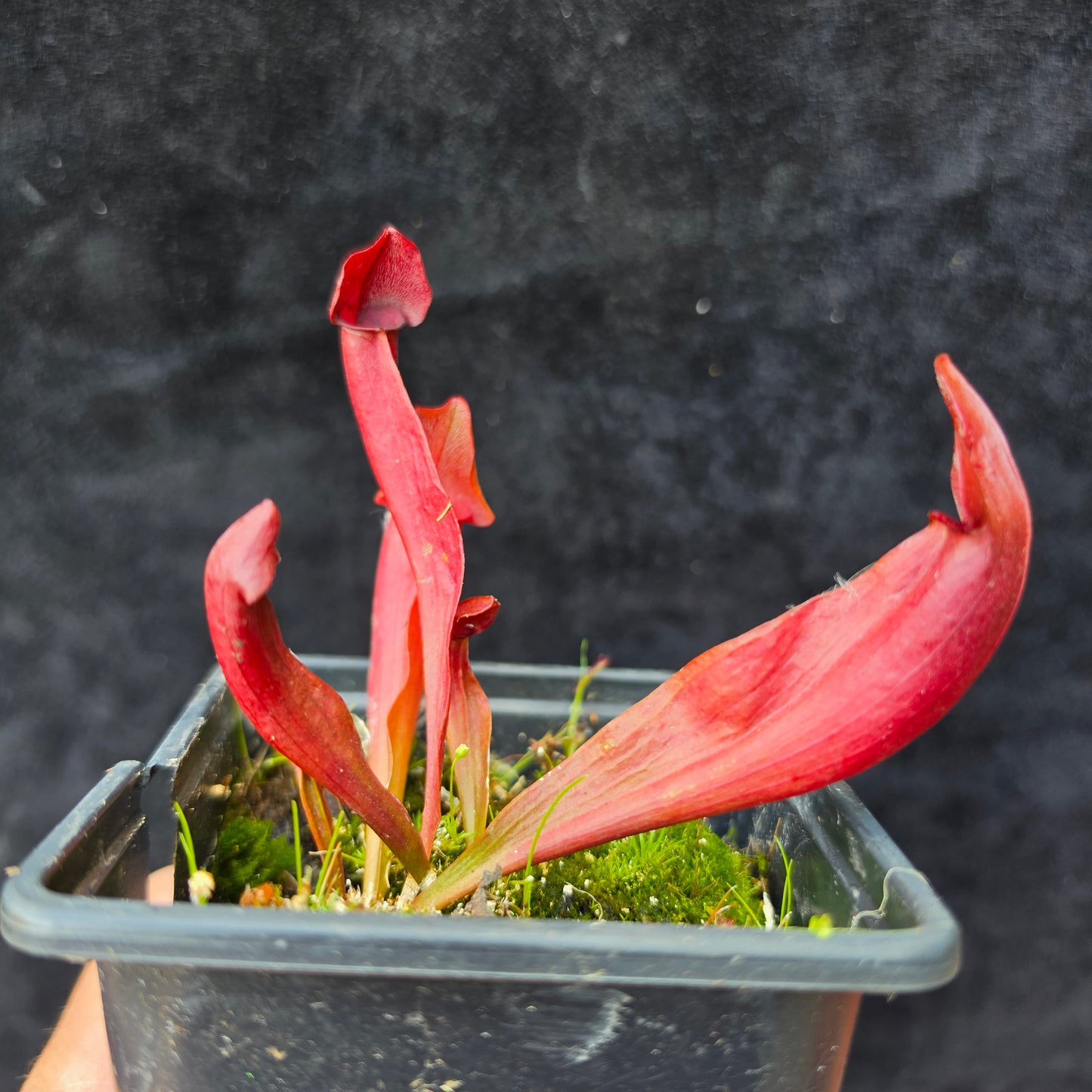 Sarracenia Hybrid – Purpurea Type