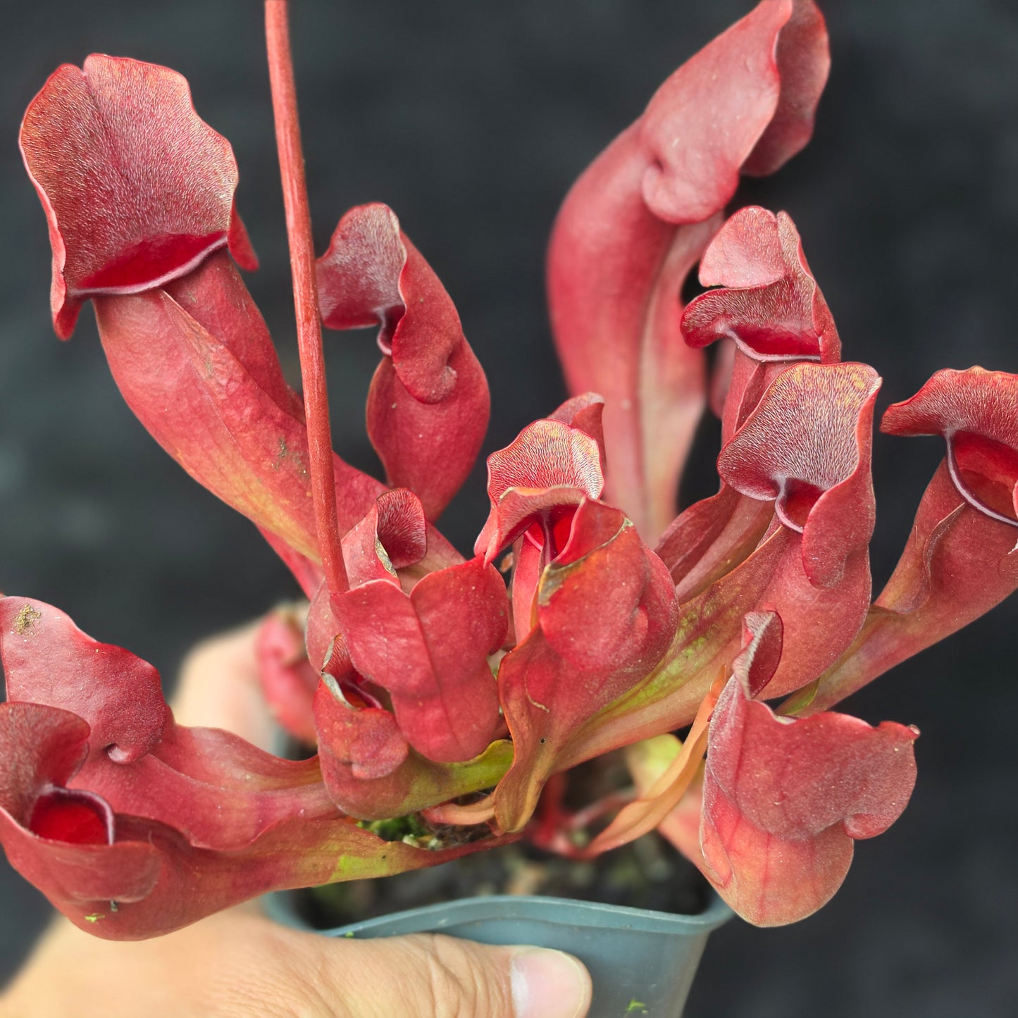 Sarracenia purpurea – Purple Pitcher Plant