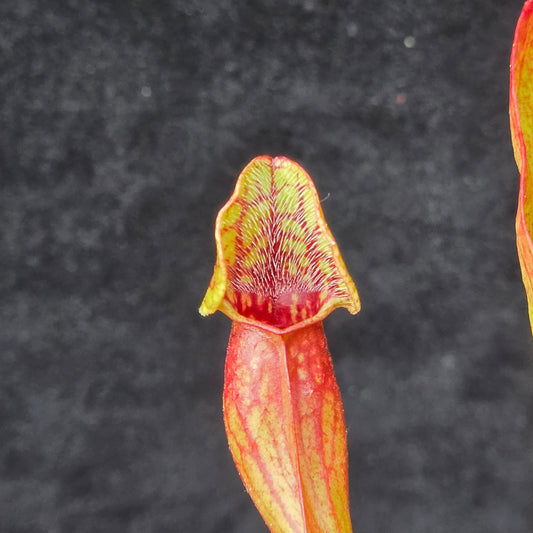 Mixed Carnivorous Plant Selection