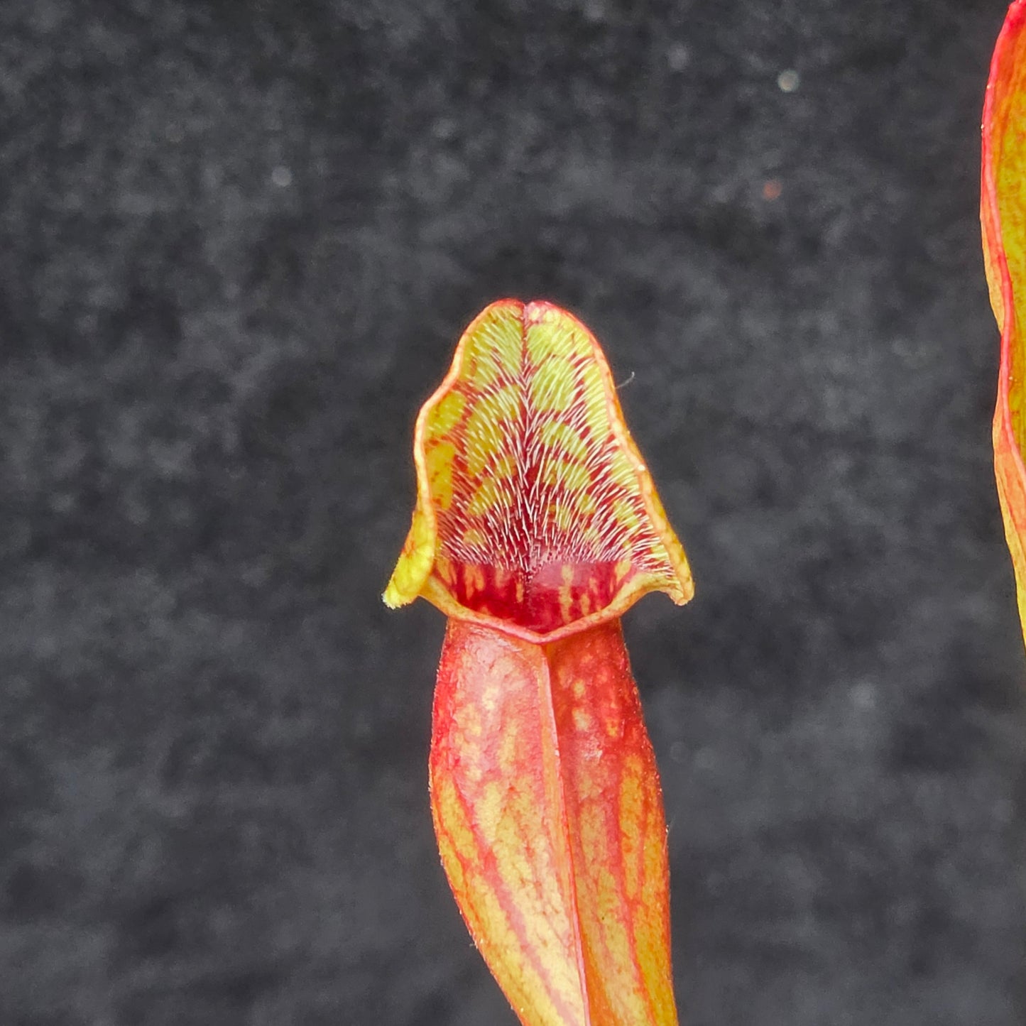 Sarracenia purpurea – Green & Red Form