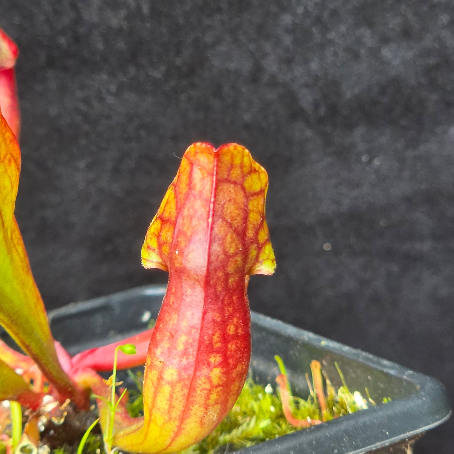 Sarracenia purpurea – Green & Red Form