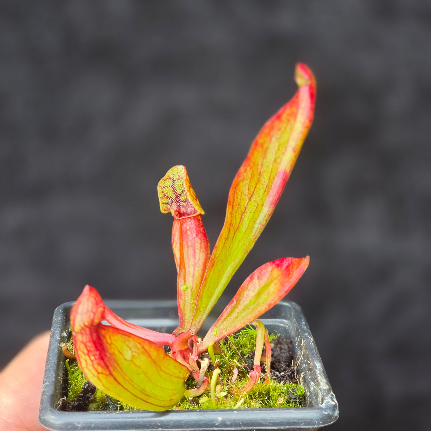 Sarracenia purpurea – Green & Red Form
