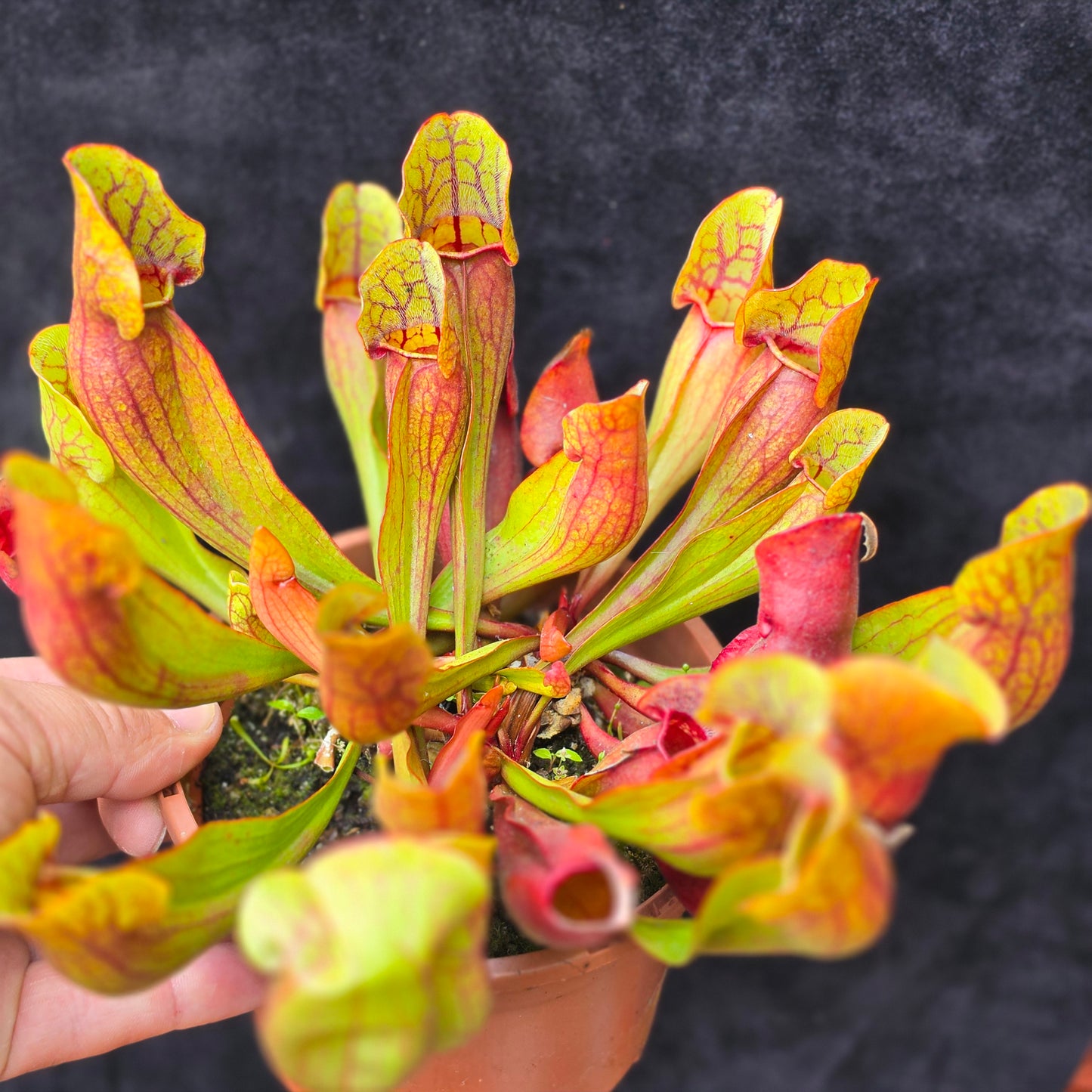 Sarracenia purpurea – Green & Red Form