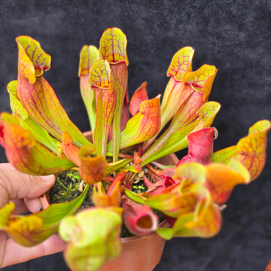 Sarracenia purpurea – Green & Red Form
