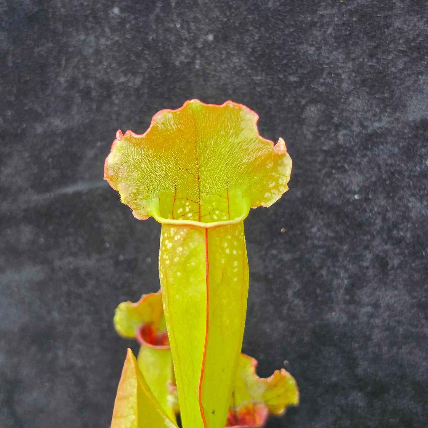Sarracenia Hybrid – Leucophylla × Purpurea Type