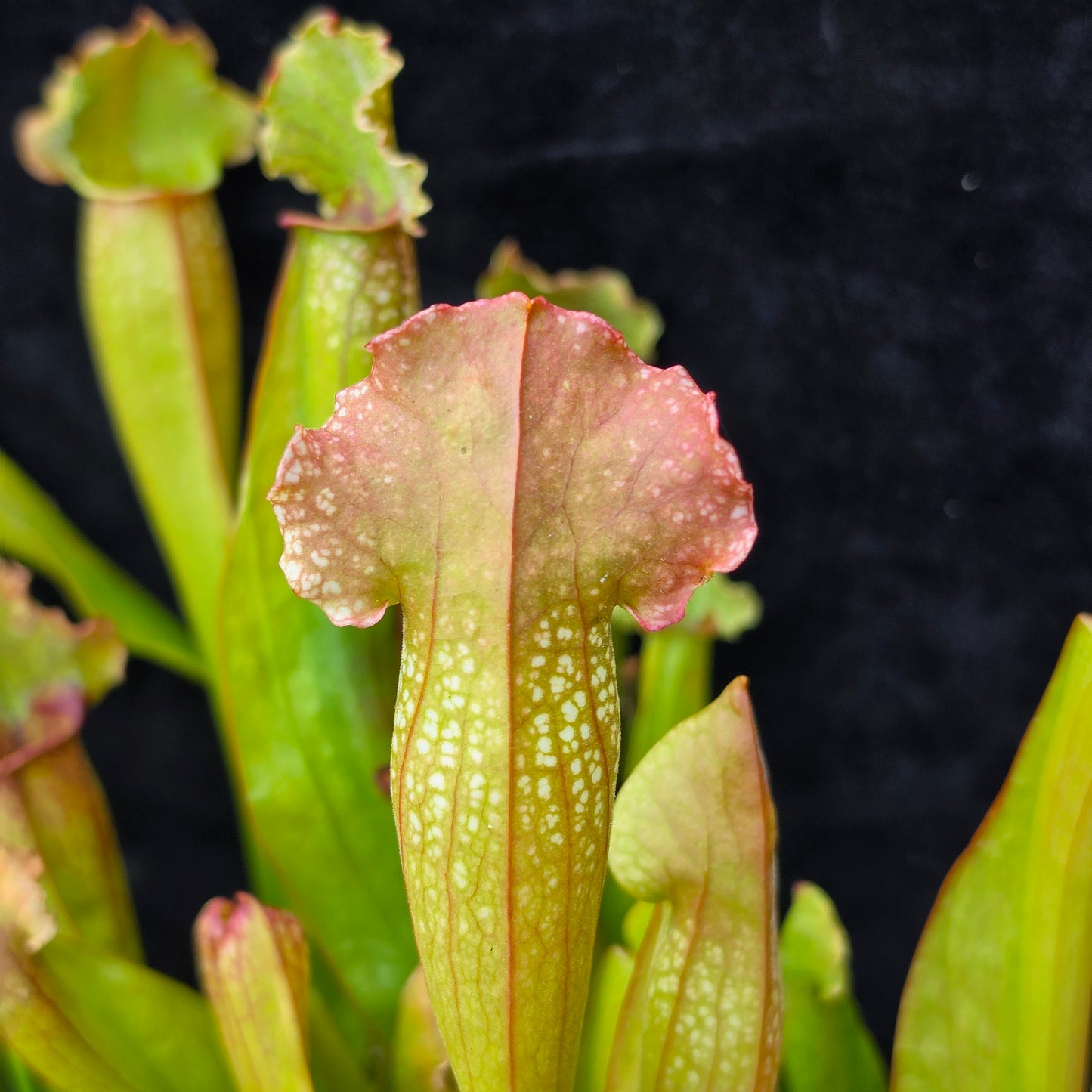 Sarracenia Hybrid – Leucophylla × Purpurea Type