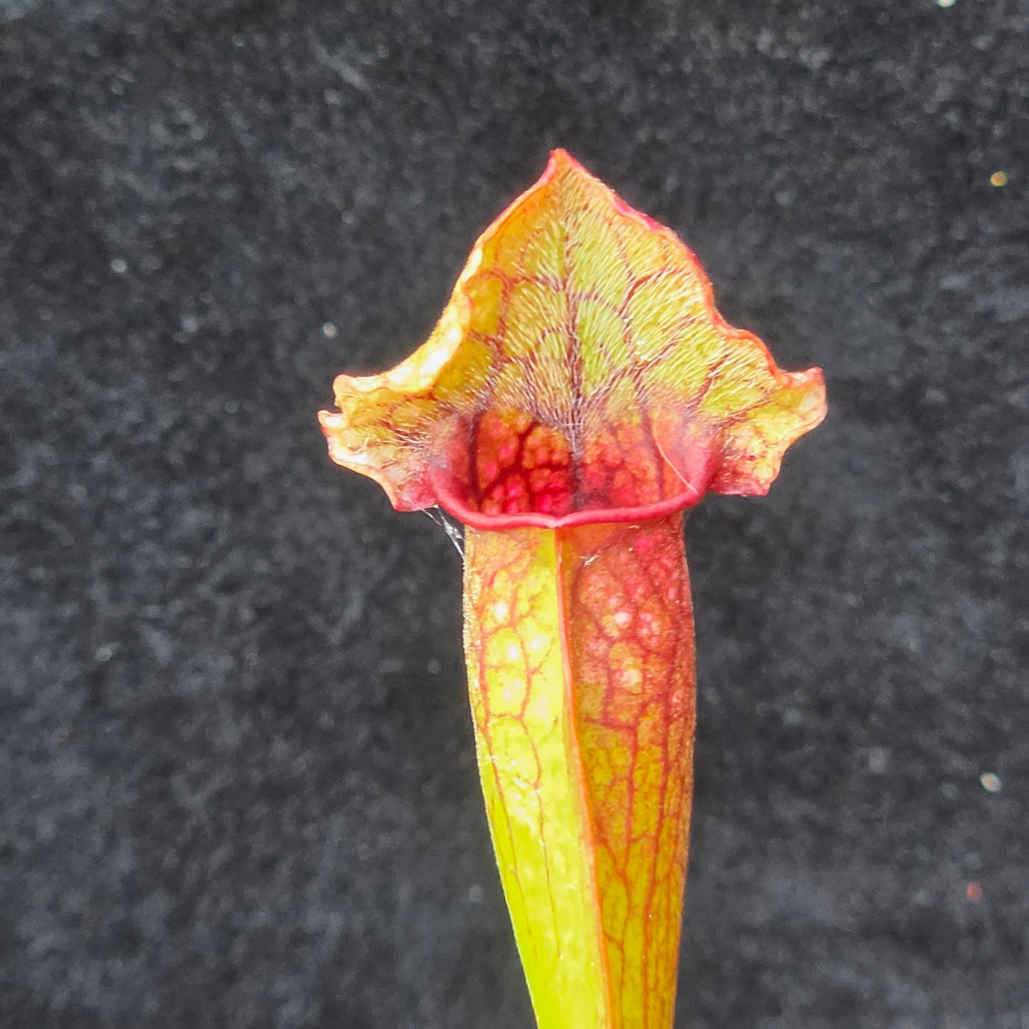 Sarracenia Hybrid – Leucophylla × Purpurea Type