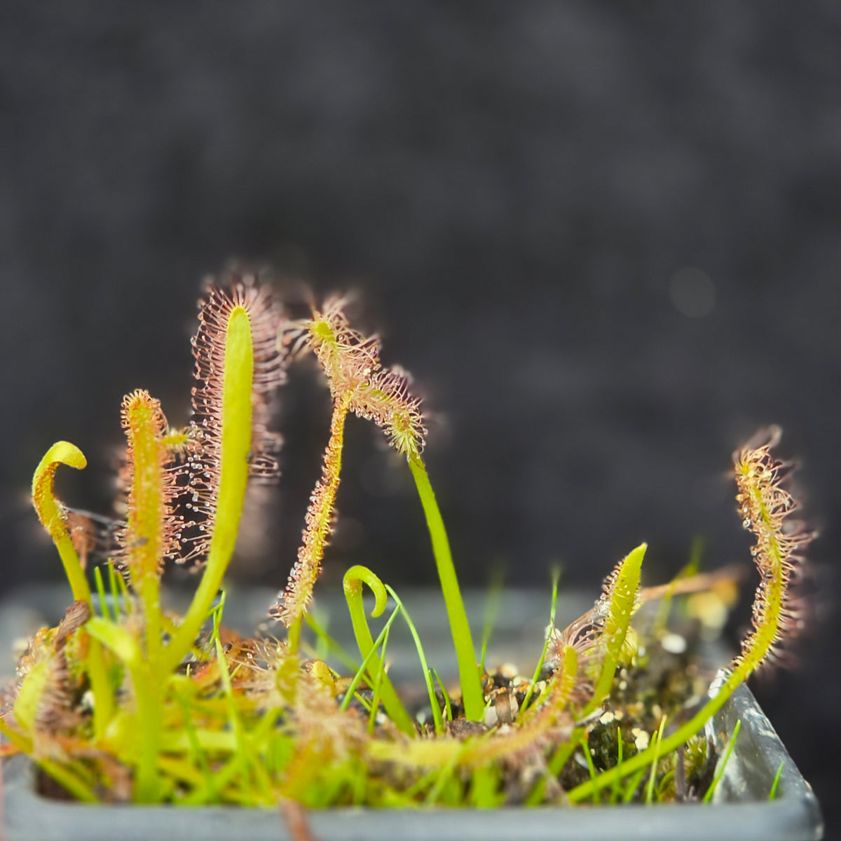 Carnivorous Drosera Capensis Alba Sundew
