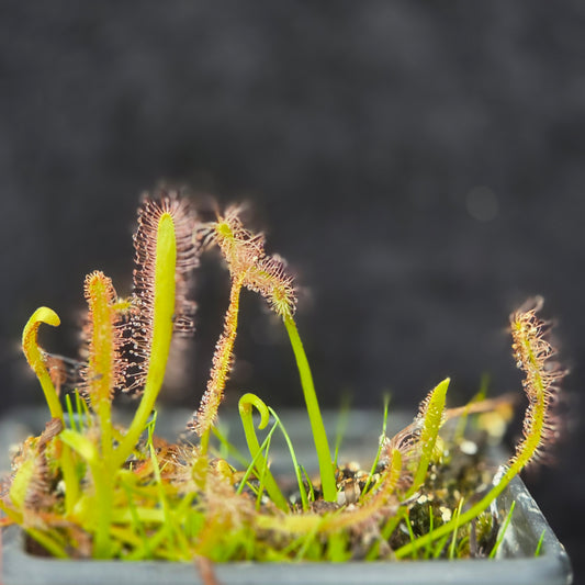 Carnivorous Drosera Capensis Alba Sundew