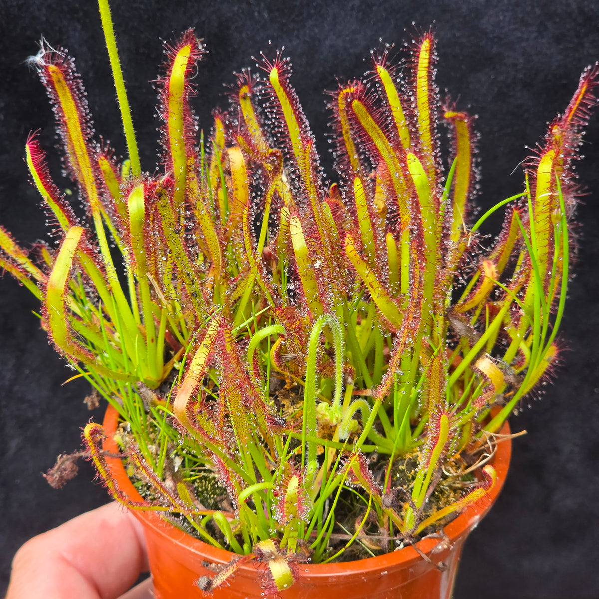 Carnivorous Drosera Capensis Sundew