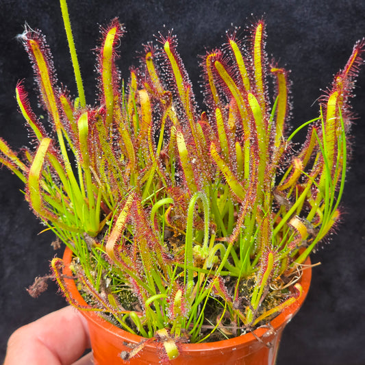 Carnivorous Drosera Capensis Sundew